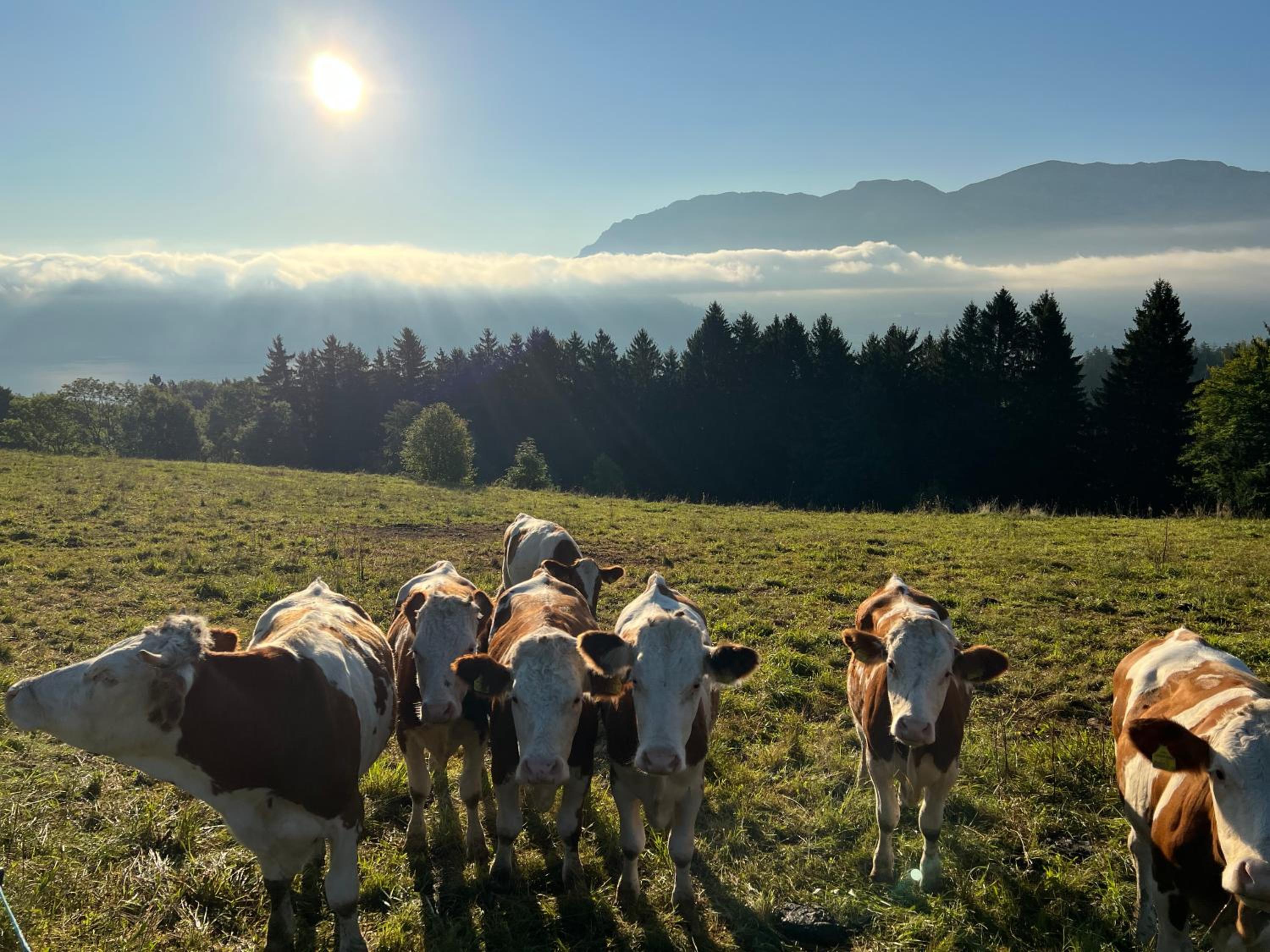 Familie Falkensteiner - eine friedvolle Oase