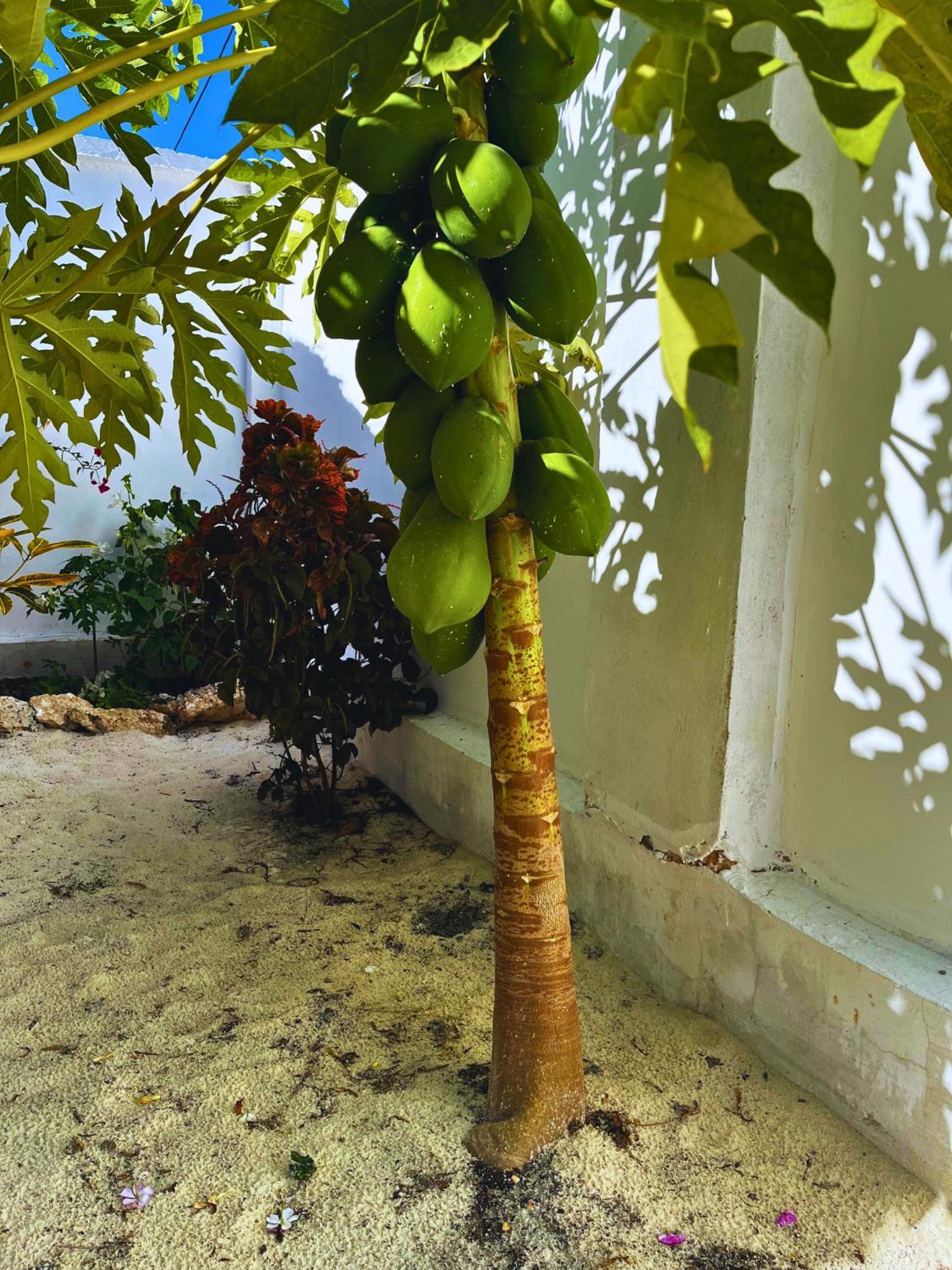 Photo 45