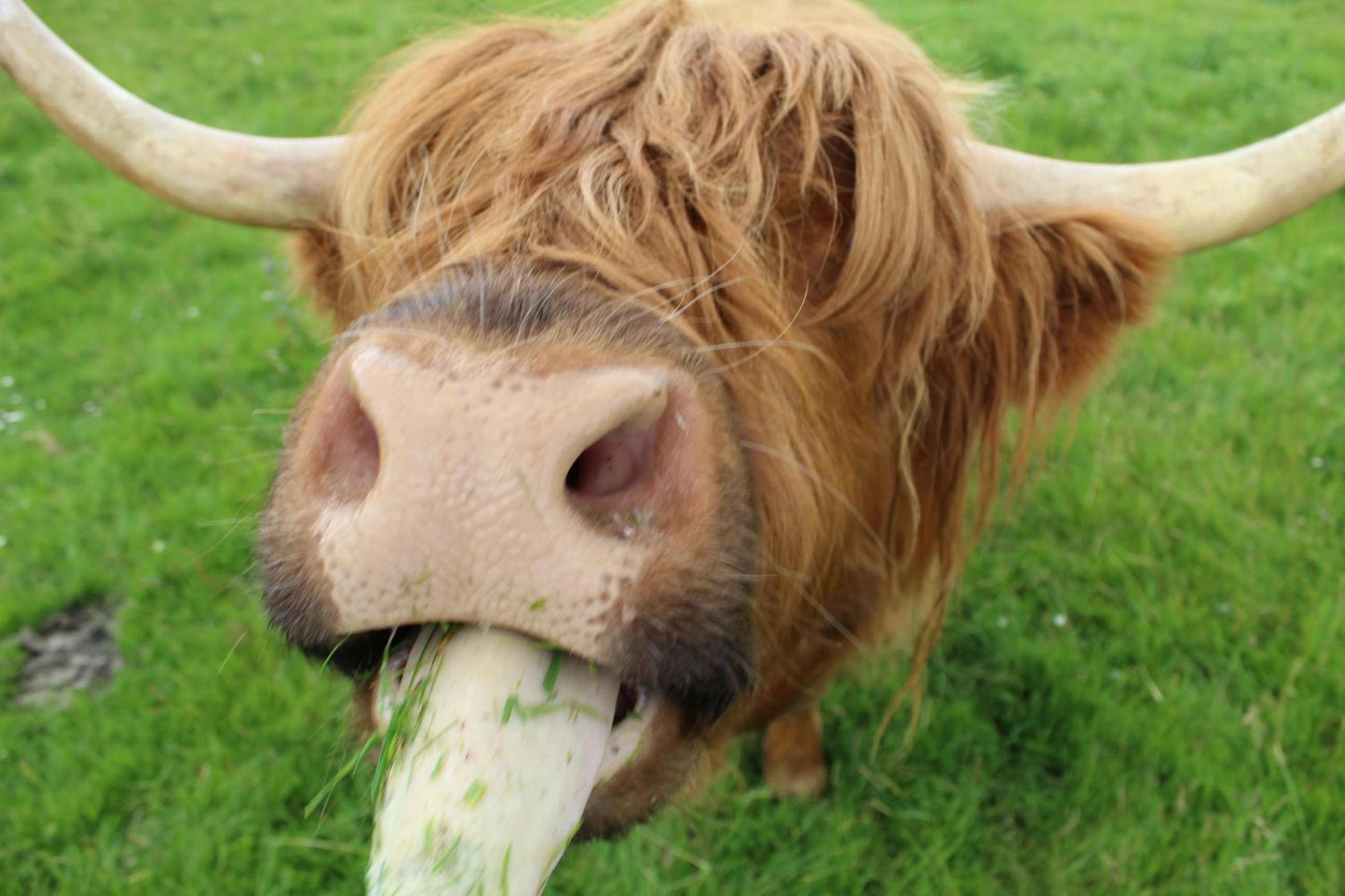 Belstruther Glamping