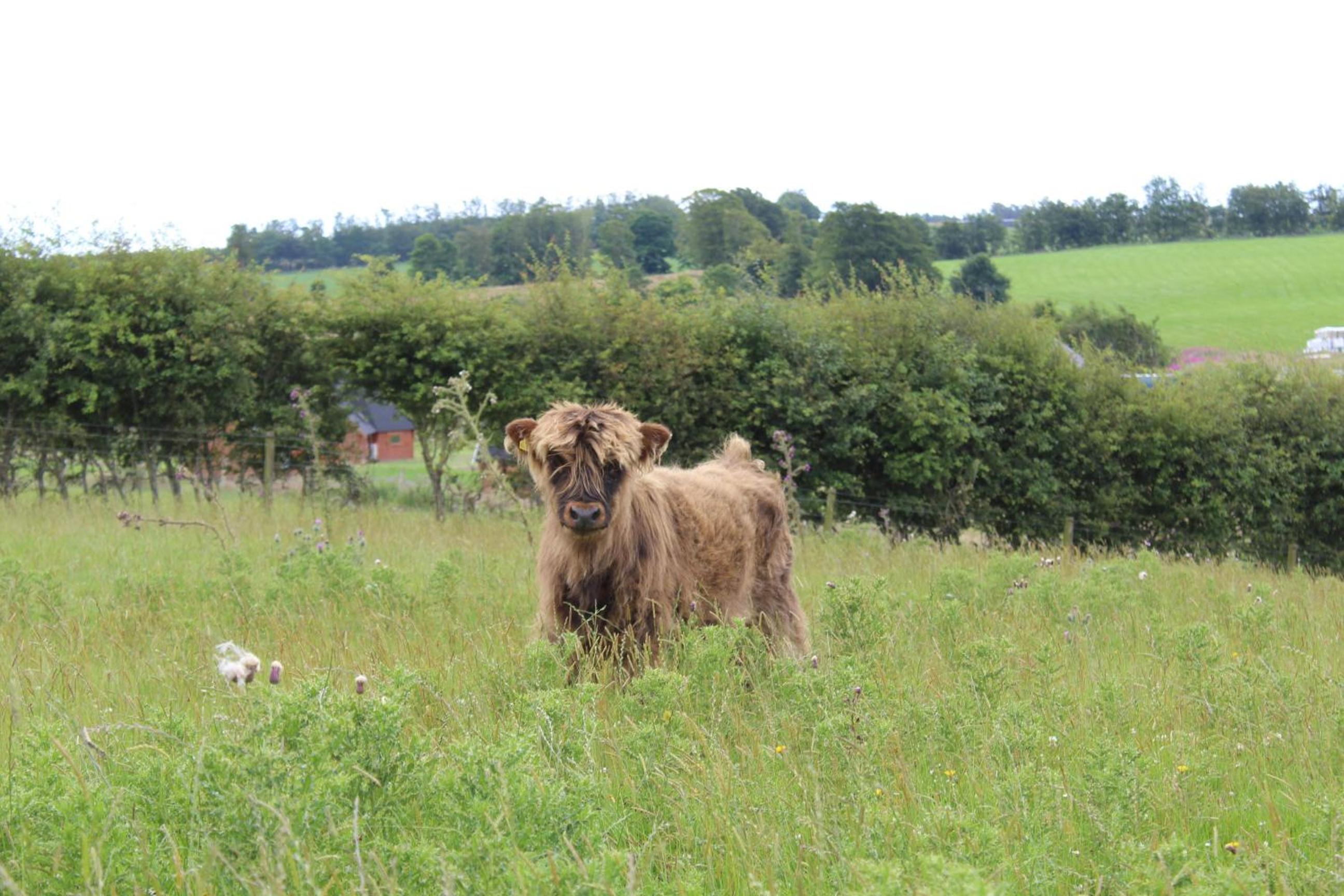 Belstruther Glamping