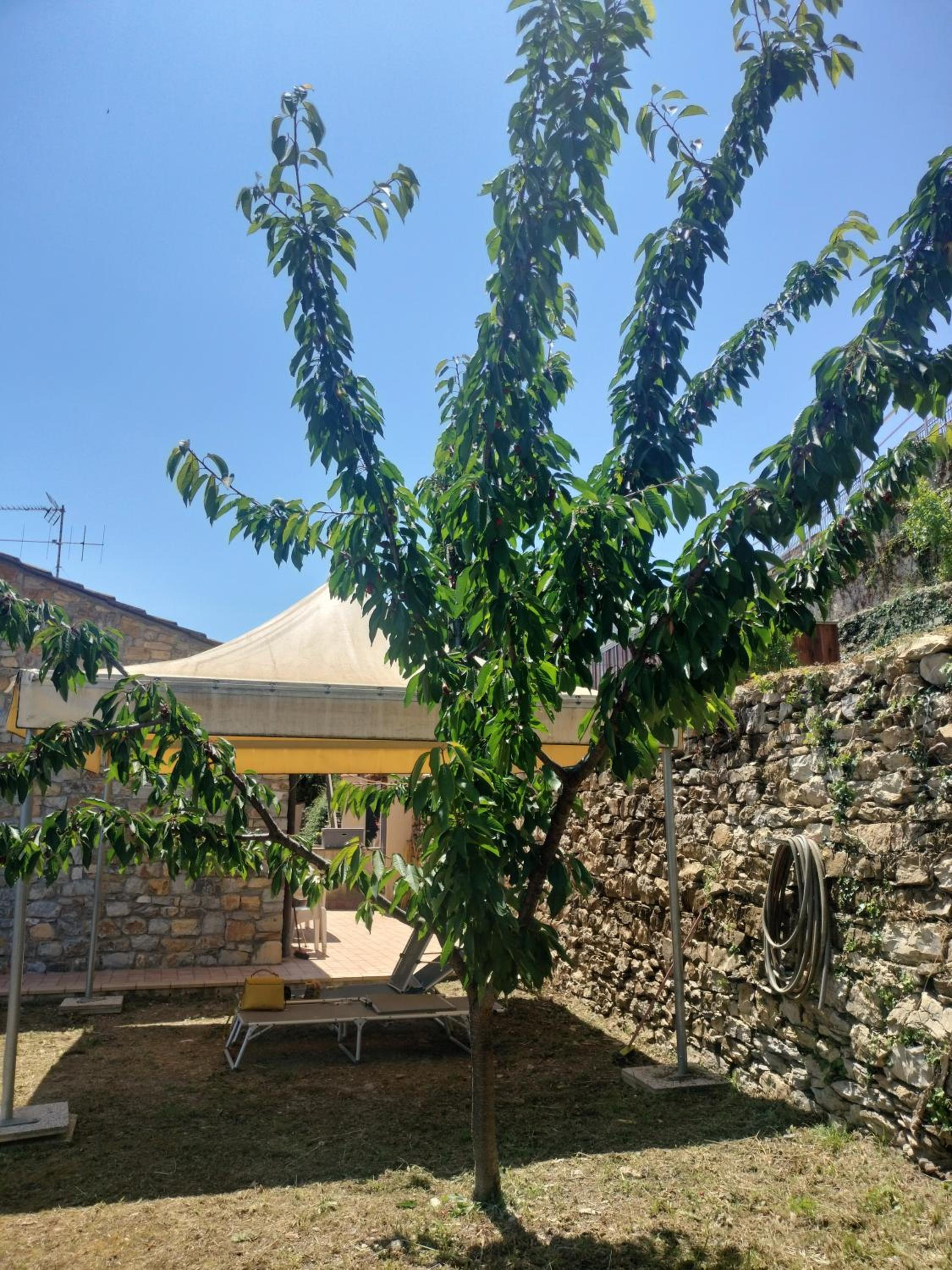 Il Ciliegio view 2