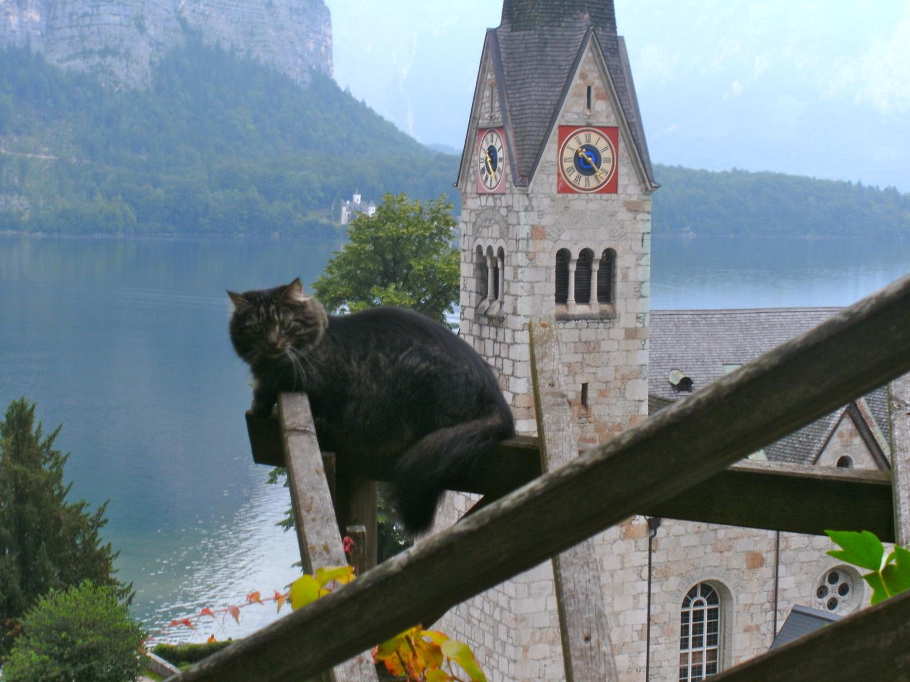 Photo 41
