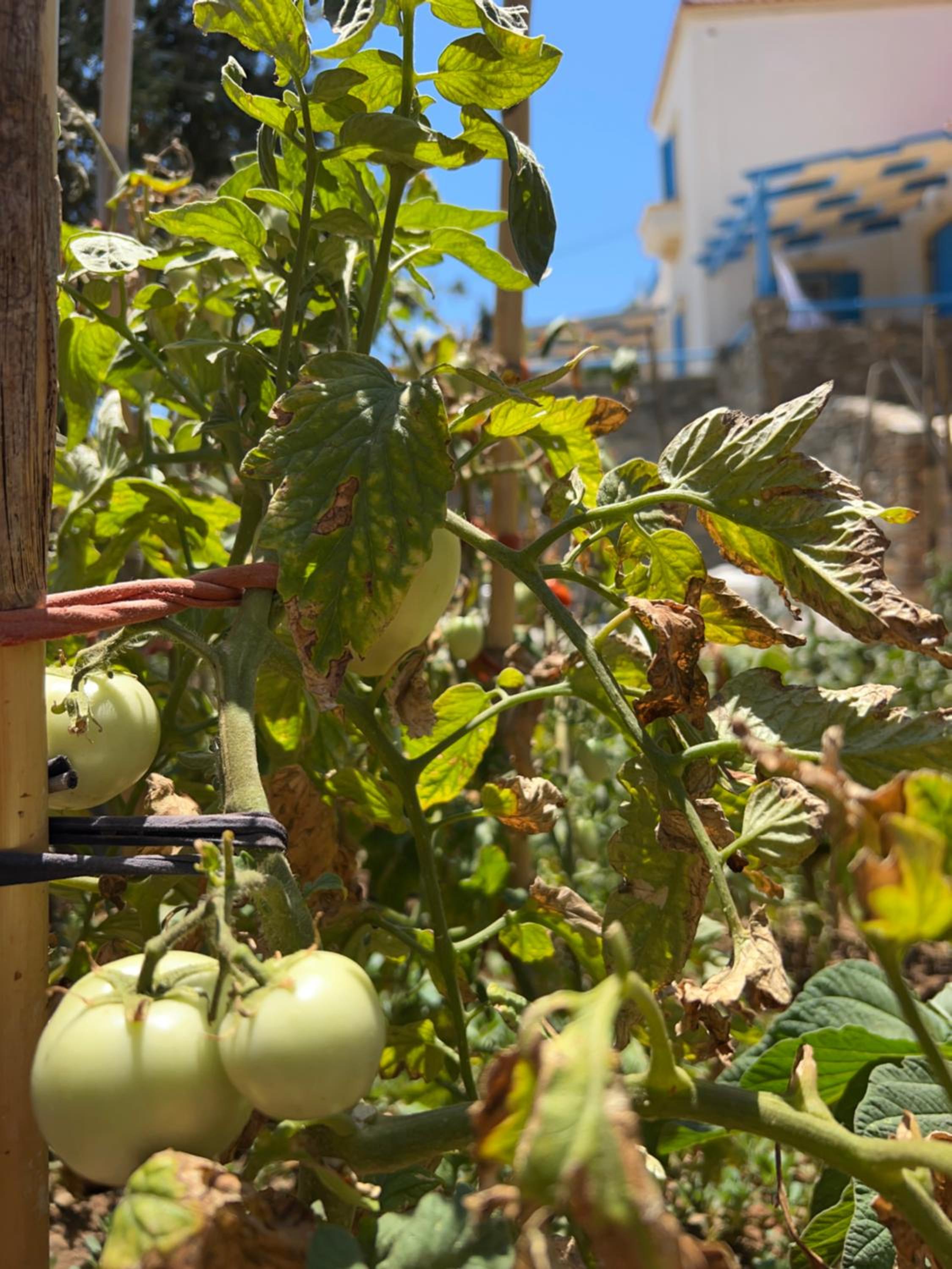 Thea Vouno Studios photo 4