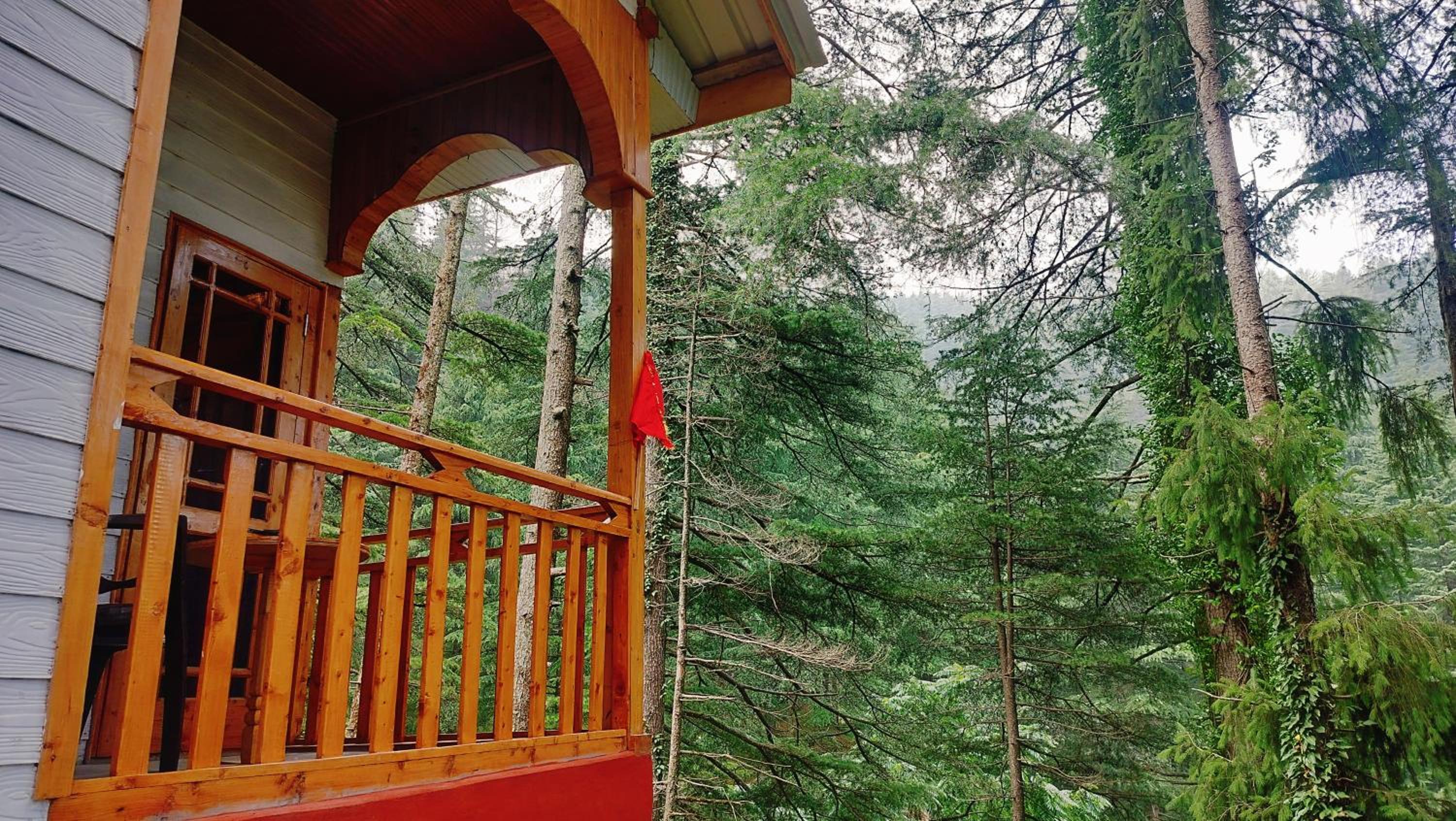 Cloud Culture Forest