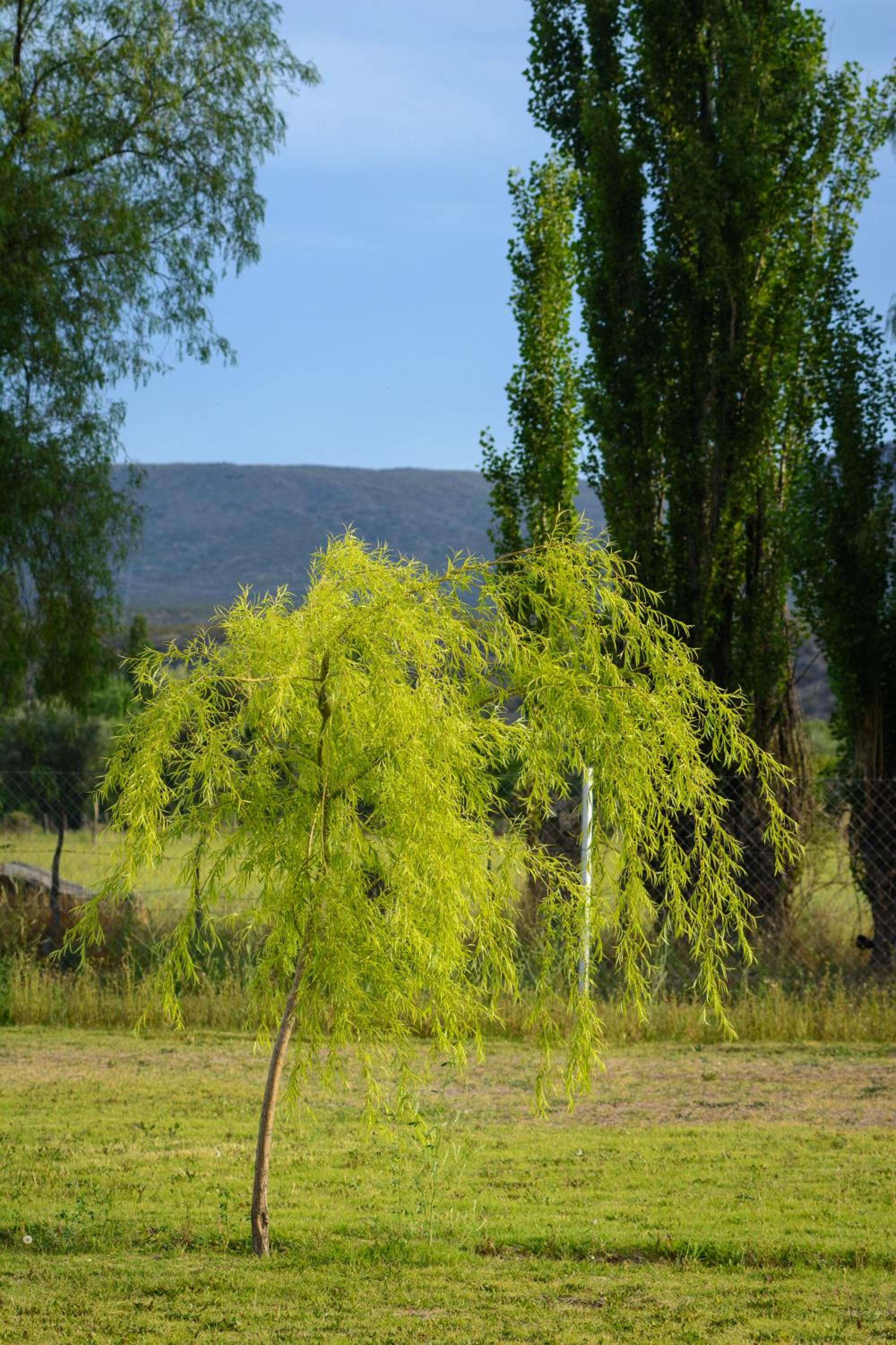 Cabañas Valle del Atuel