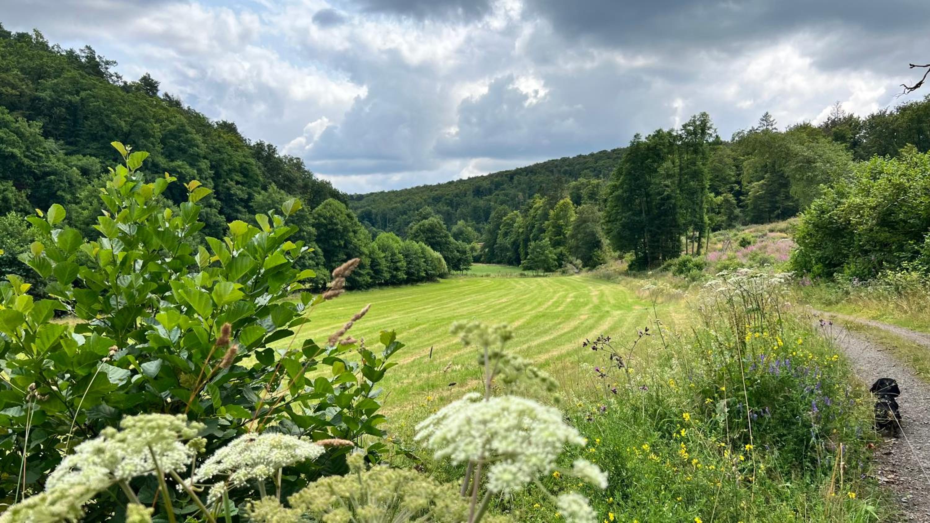 Die Waldstube