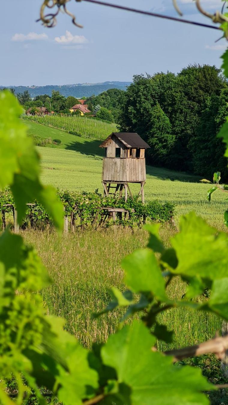 Hiša nad vinogradom view 2