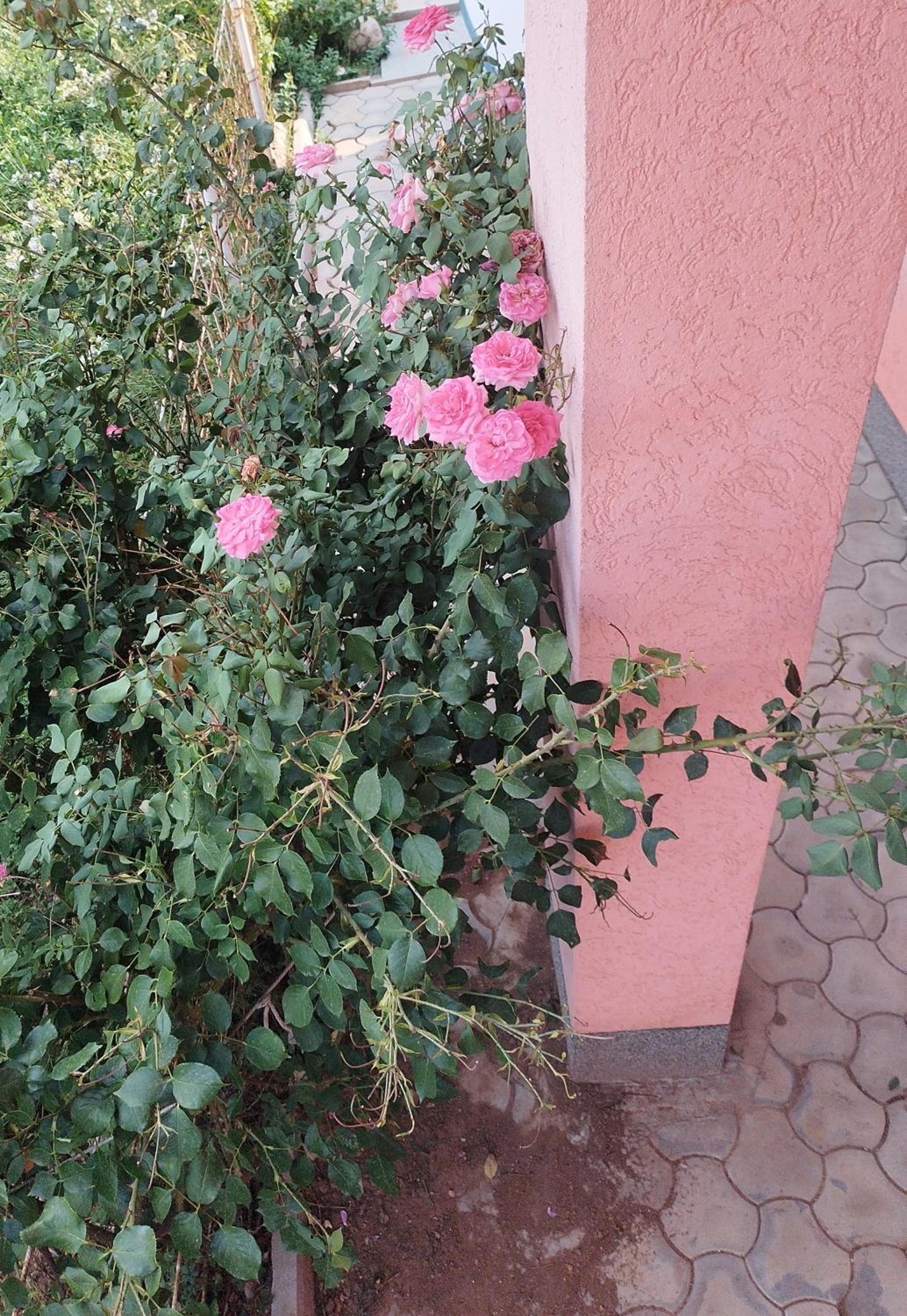 Apartman Leki
