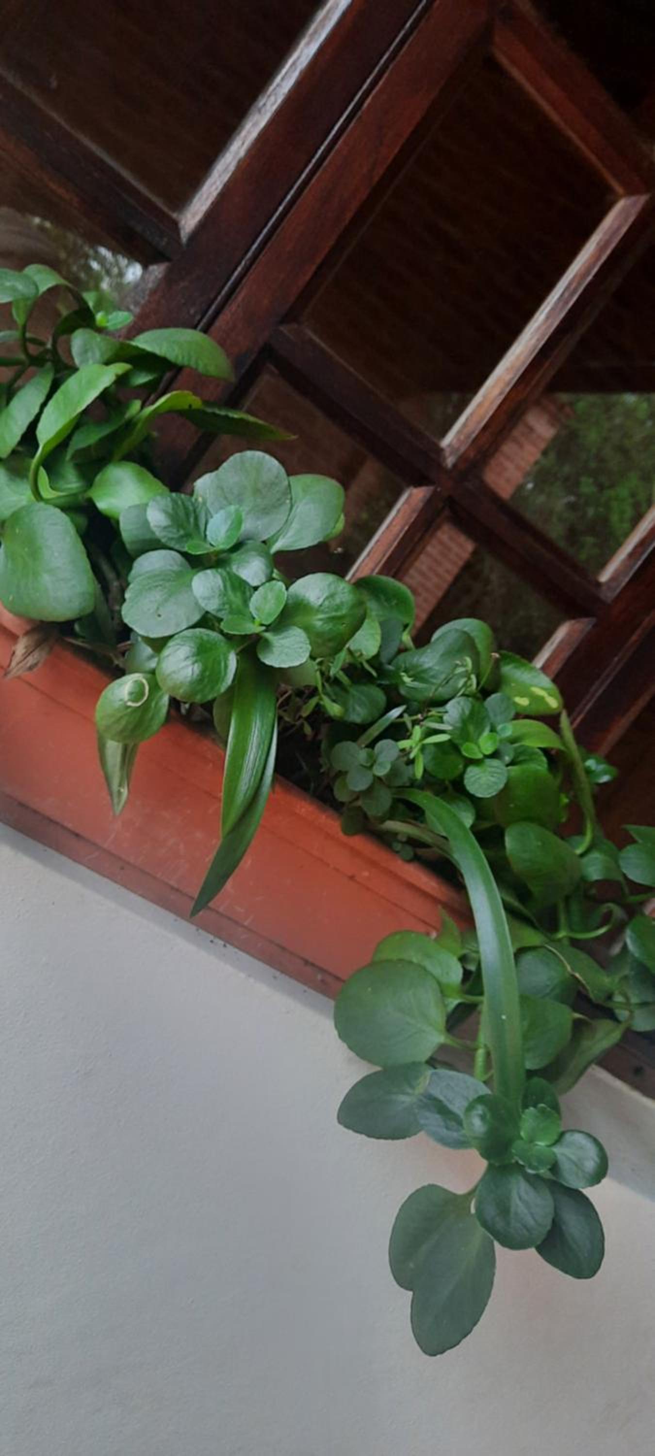 Alegría