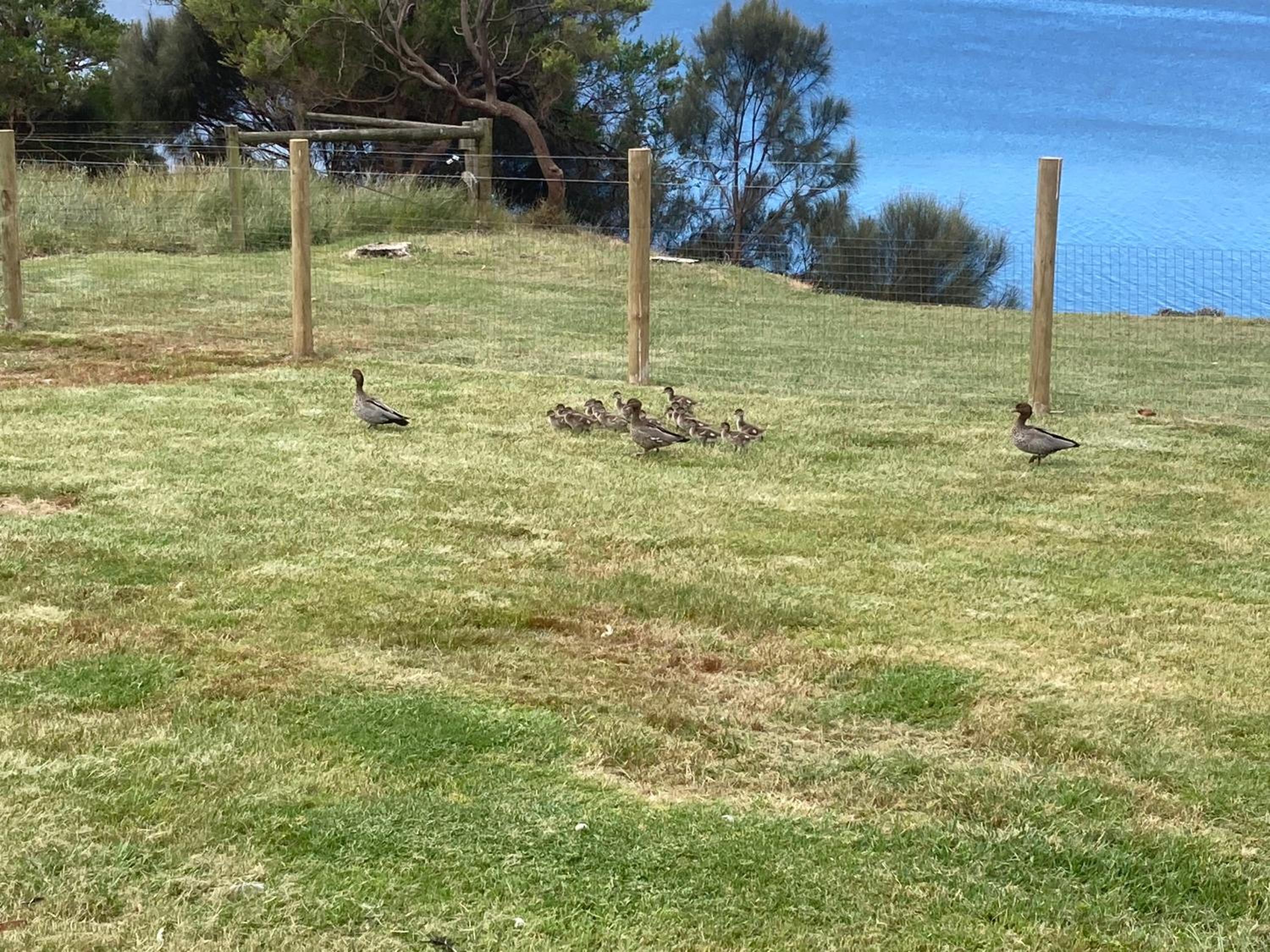 Pleasant Point Cottage Phillip Island