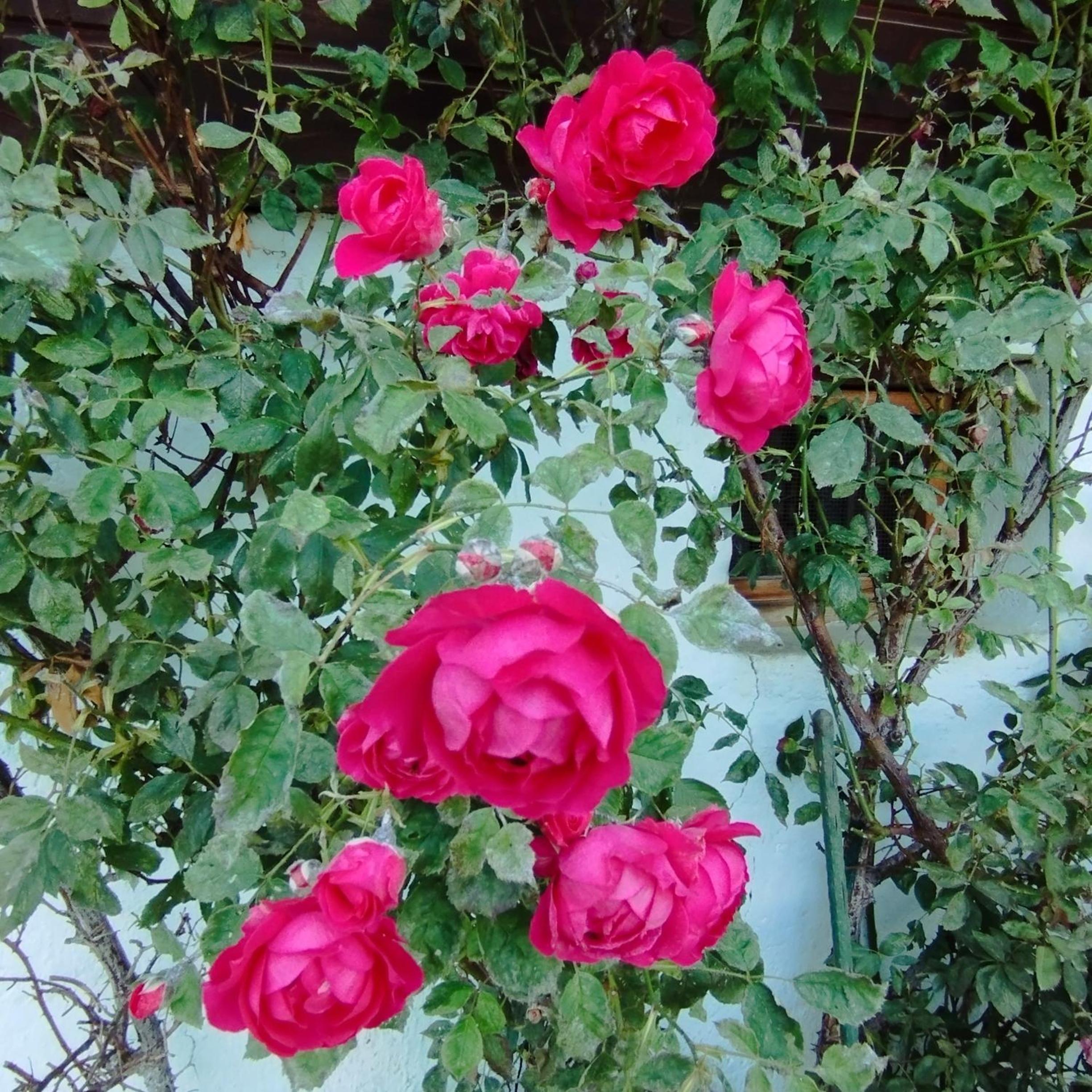 Panoramablick Line
