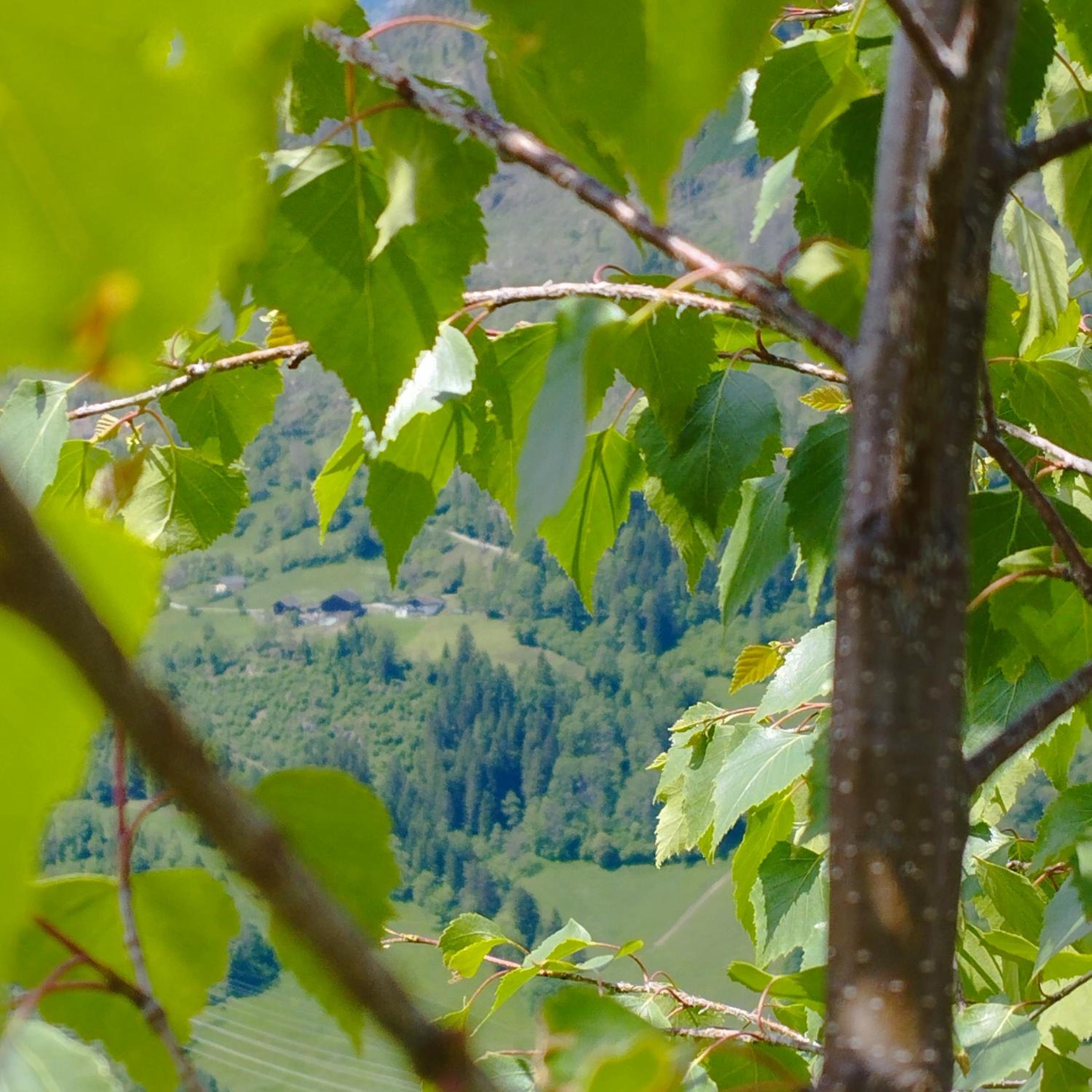 Panoramablick Line
