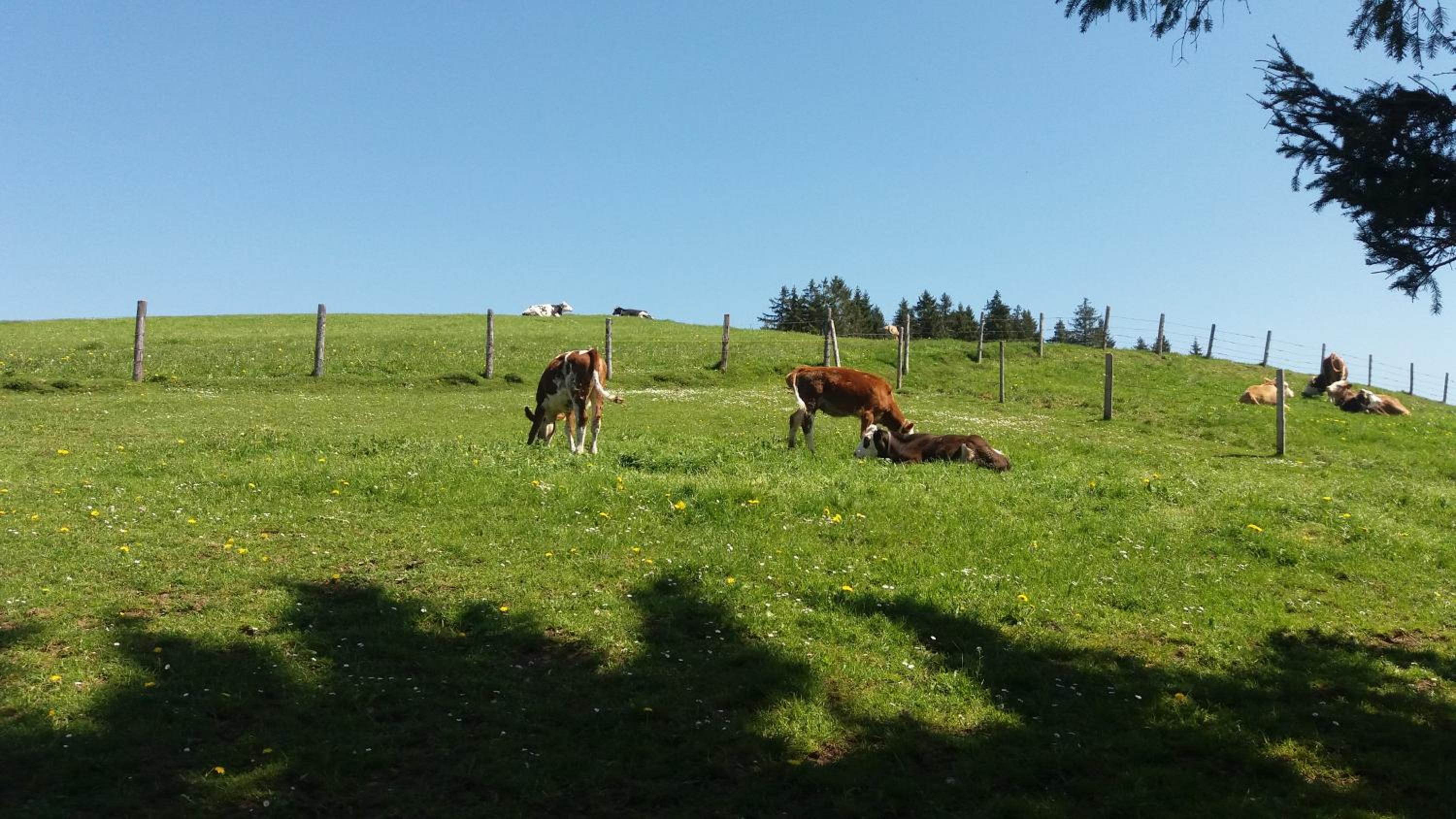 Hansihof im Allgäu