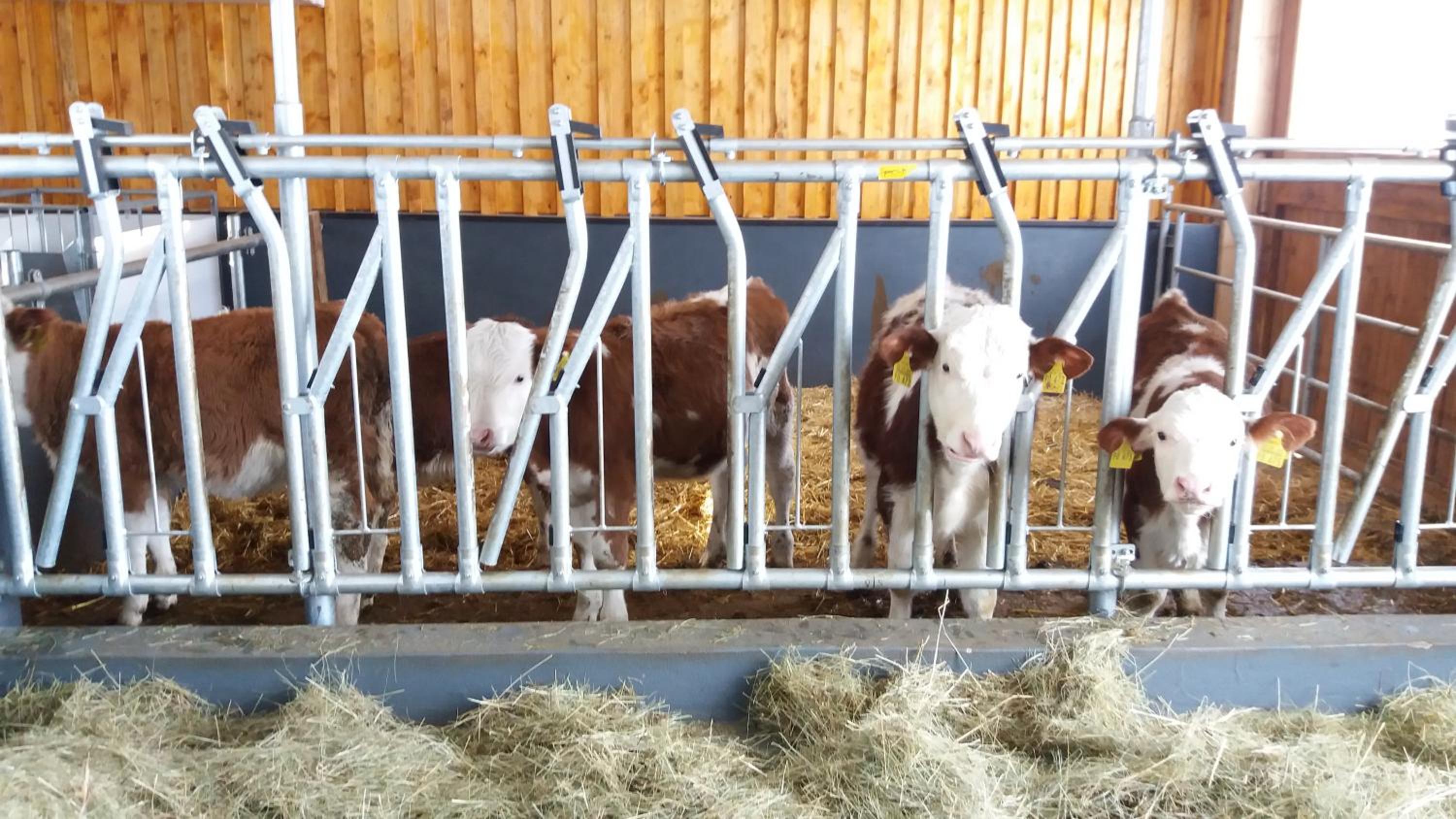 Hansihof im Allgäu