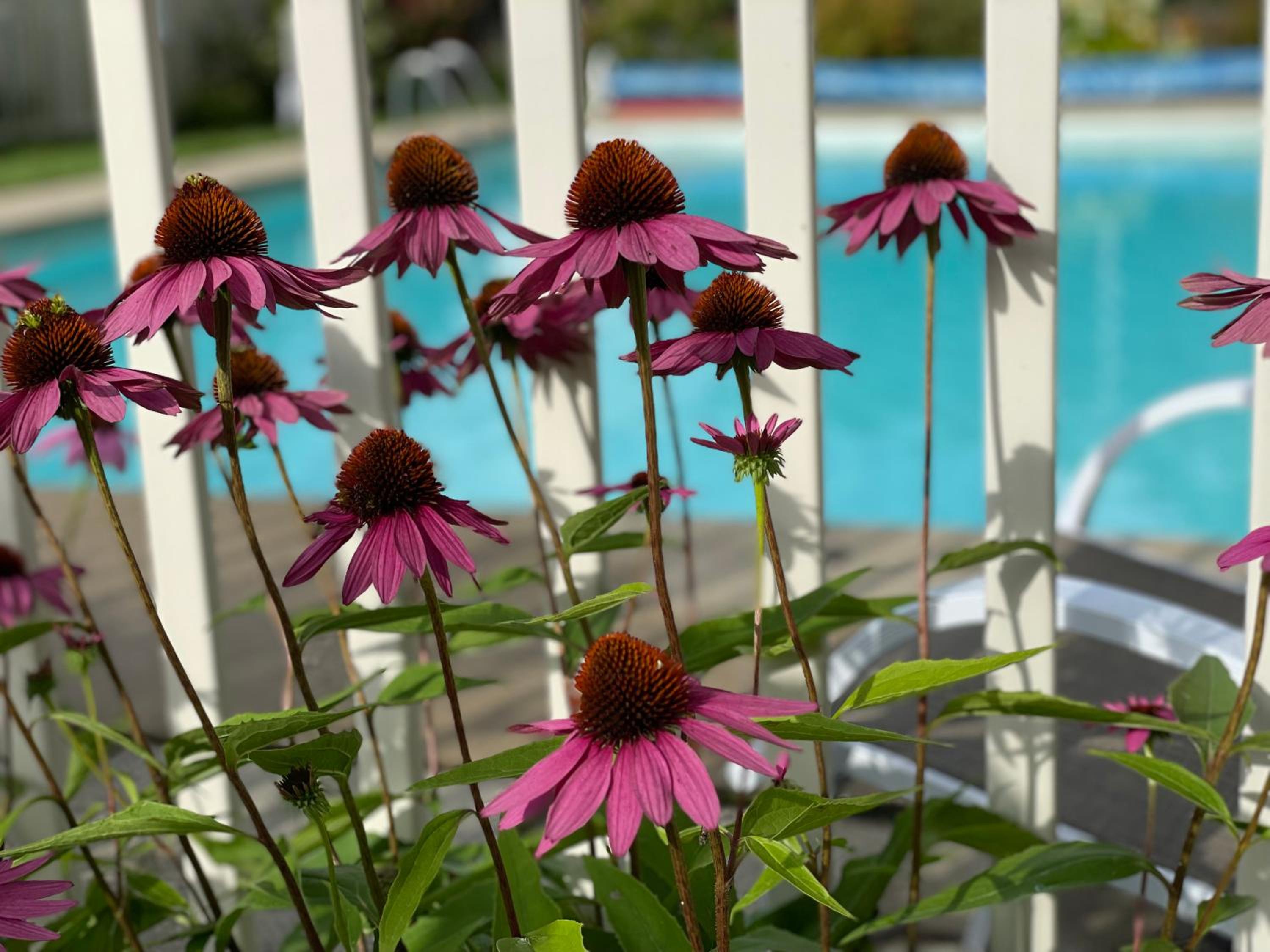 CozyCub- Pool, AC, Hiking, Mountain Biking, Tennis view 5