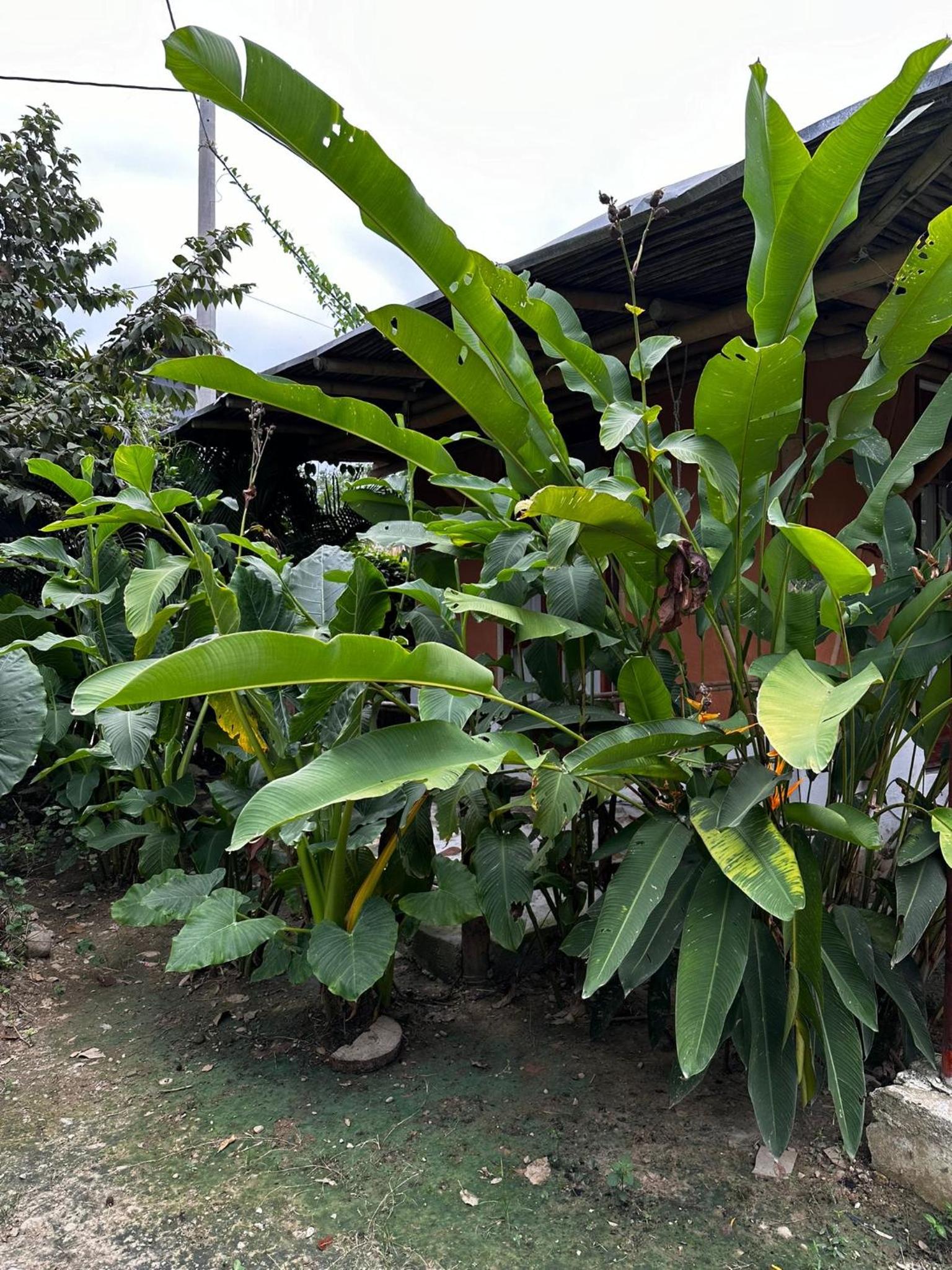 KUA Cabañas