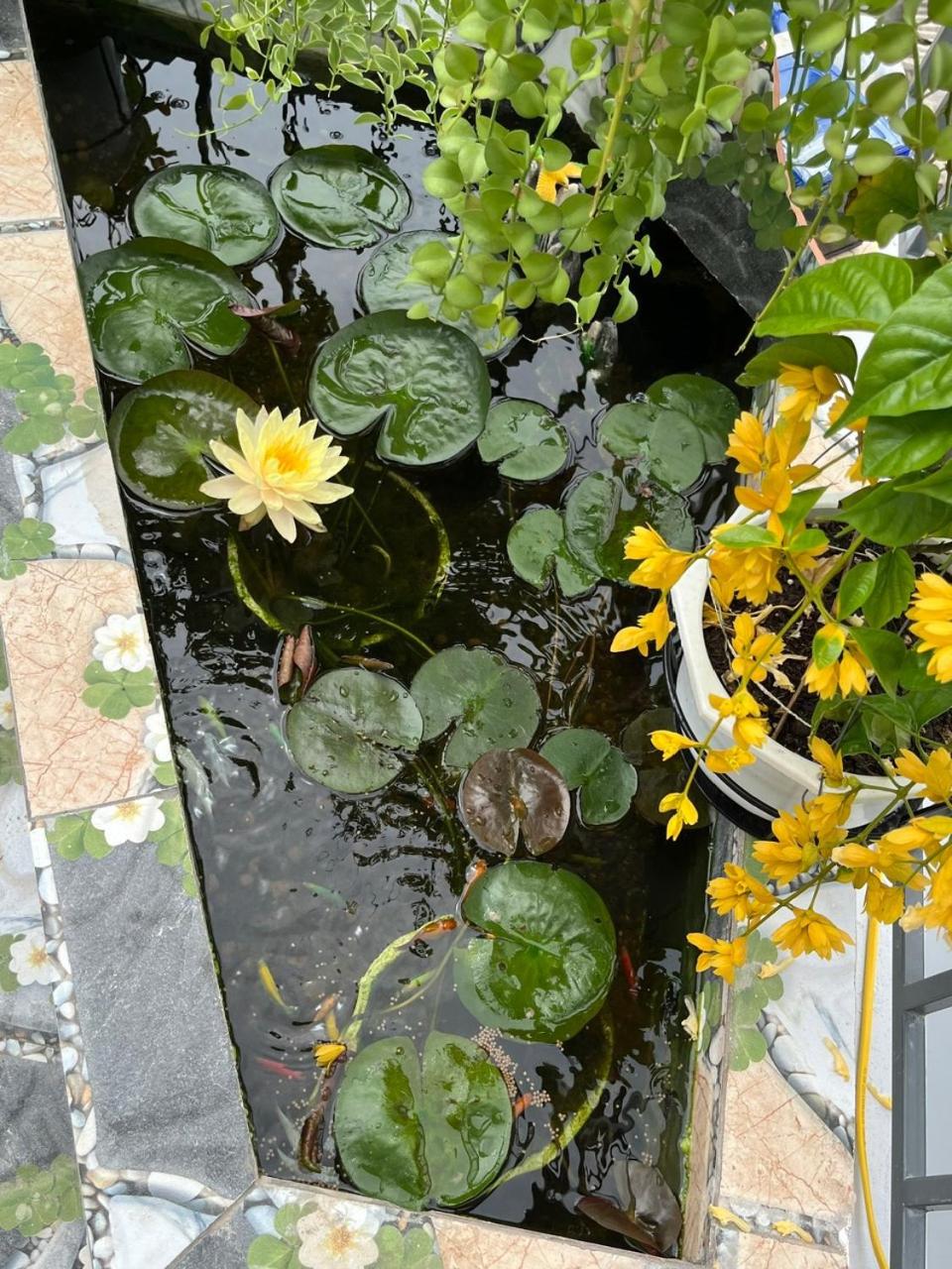 Oasis Homestay