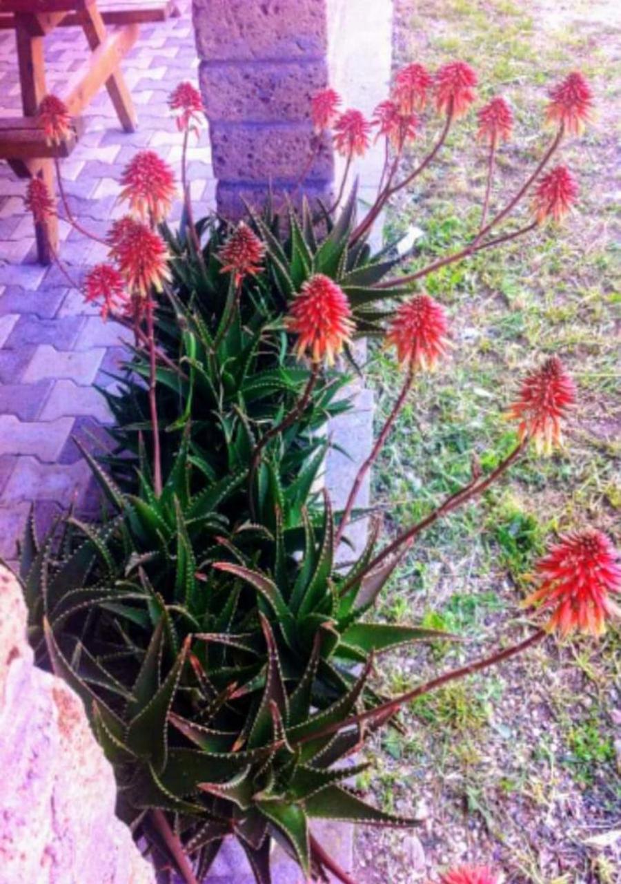 Photo 42