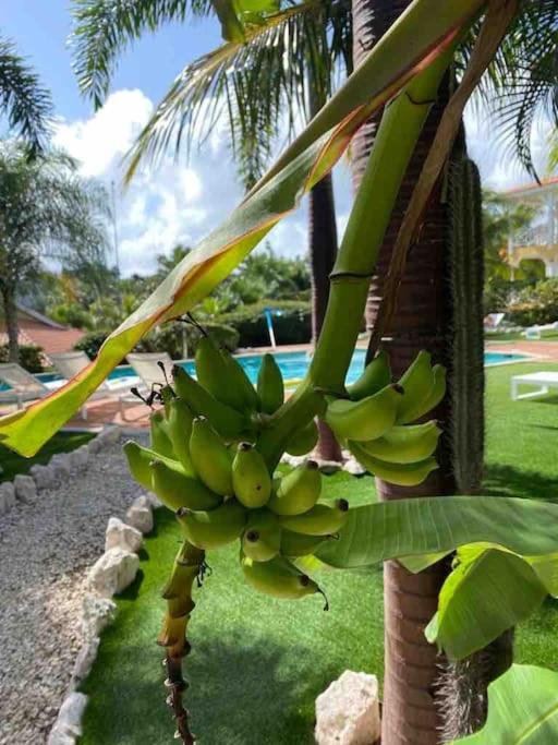 Tropisch paradijs Villa Jan Thiel Curaçao