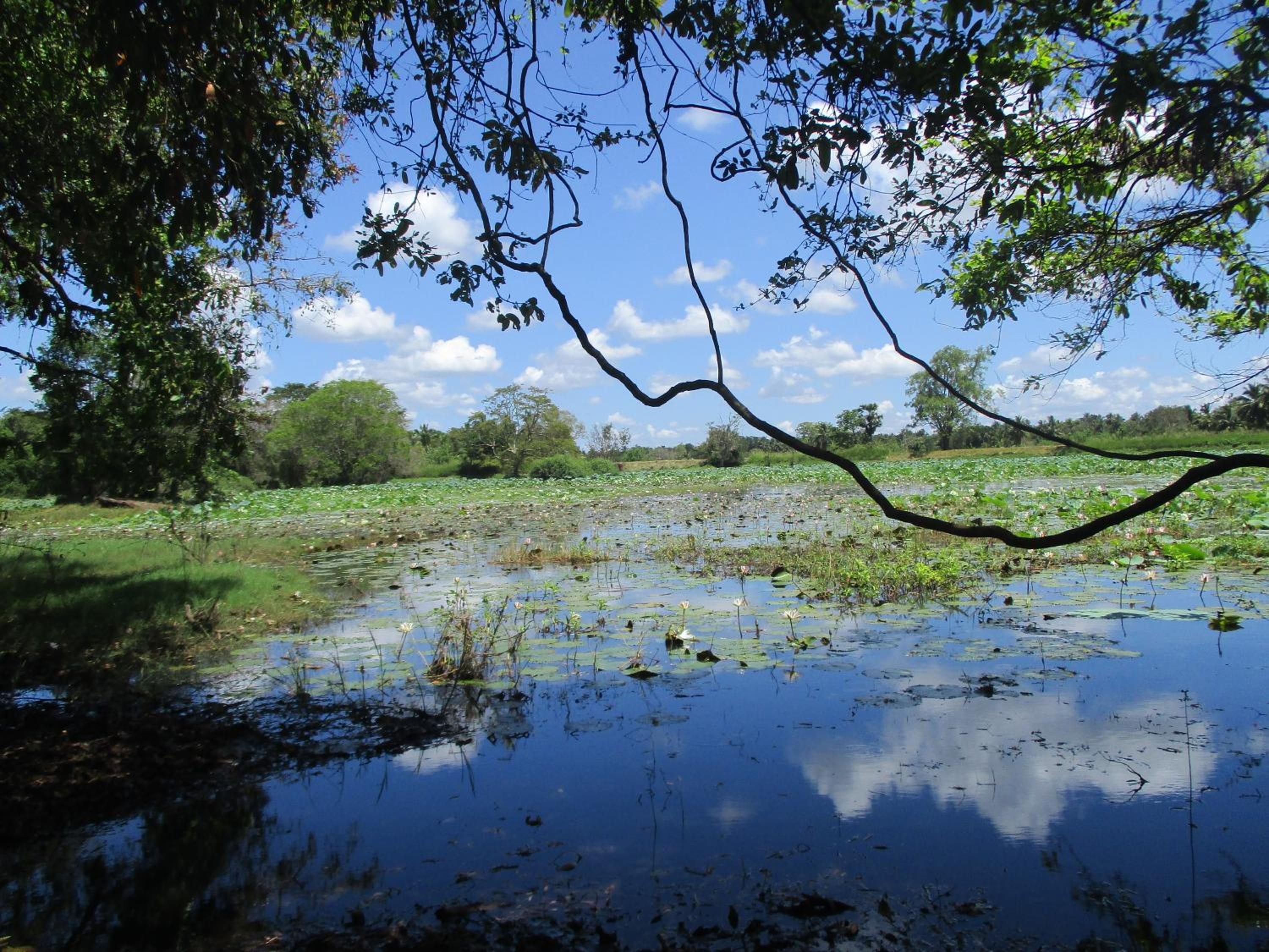 Peacock Lake Villa view 2