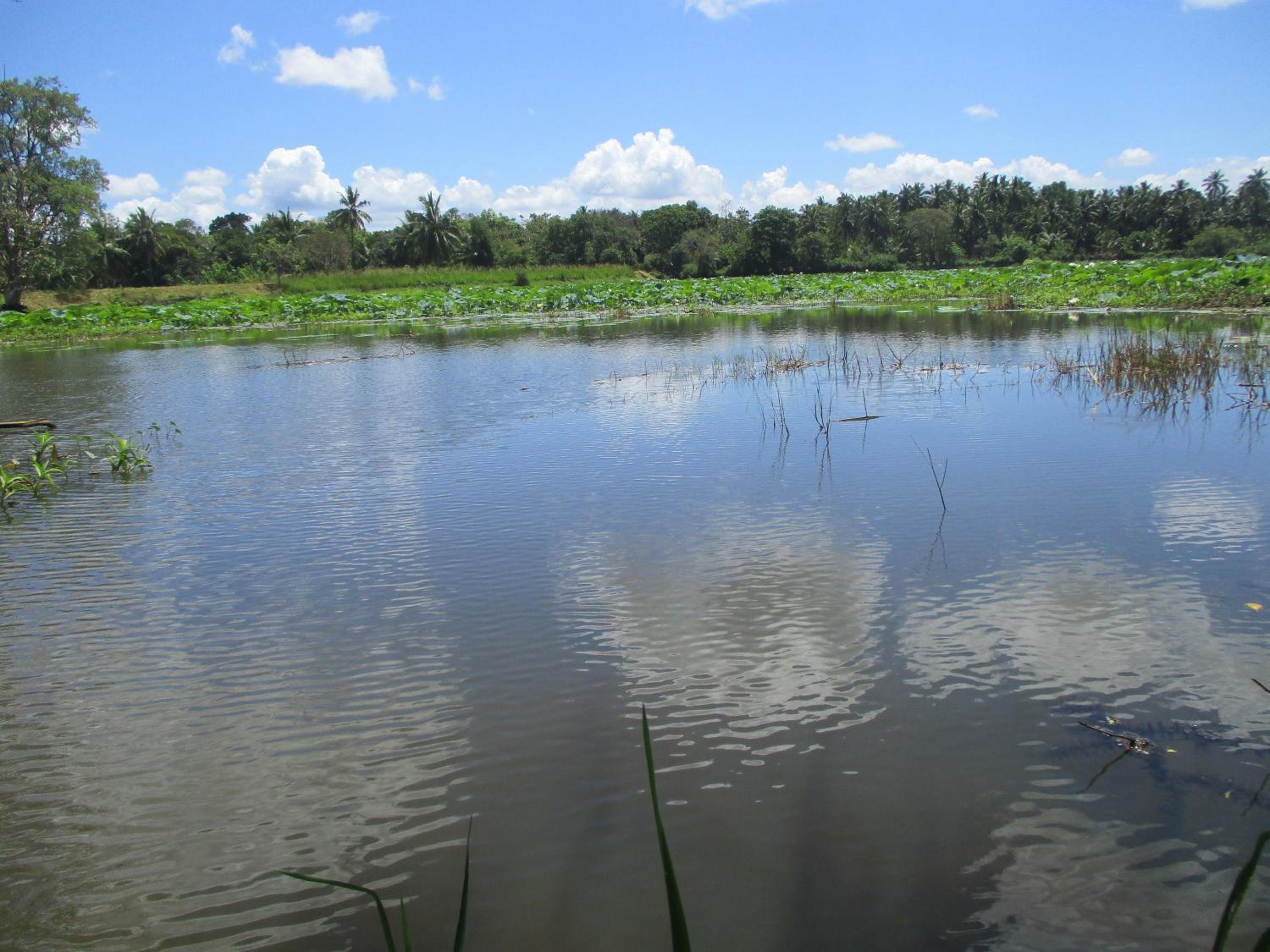 Photo 42