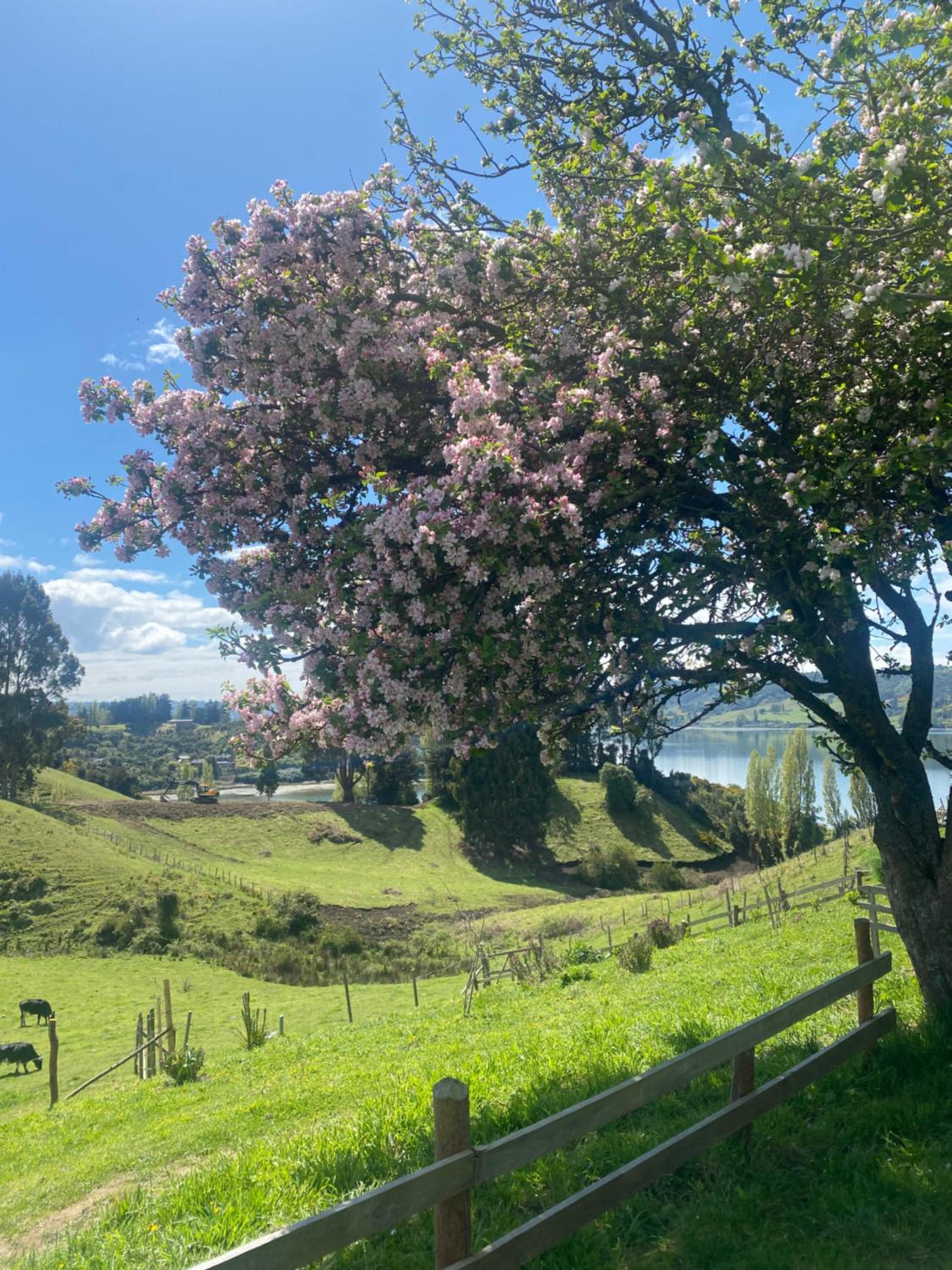 Cabañas ambiente natural en Castro