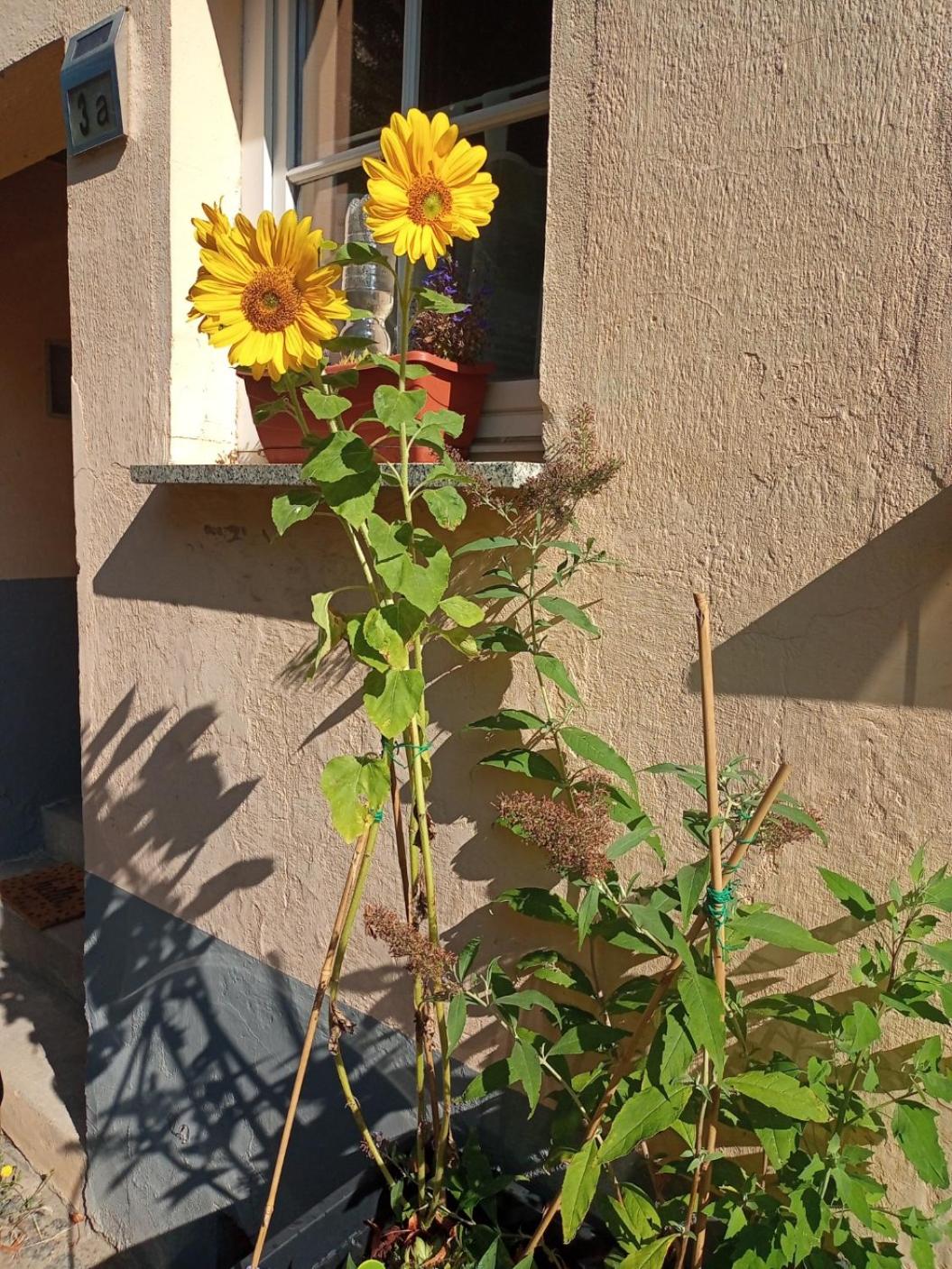 Maler Müllers Einfamilienhaus