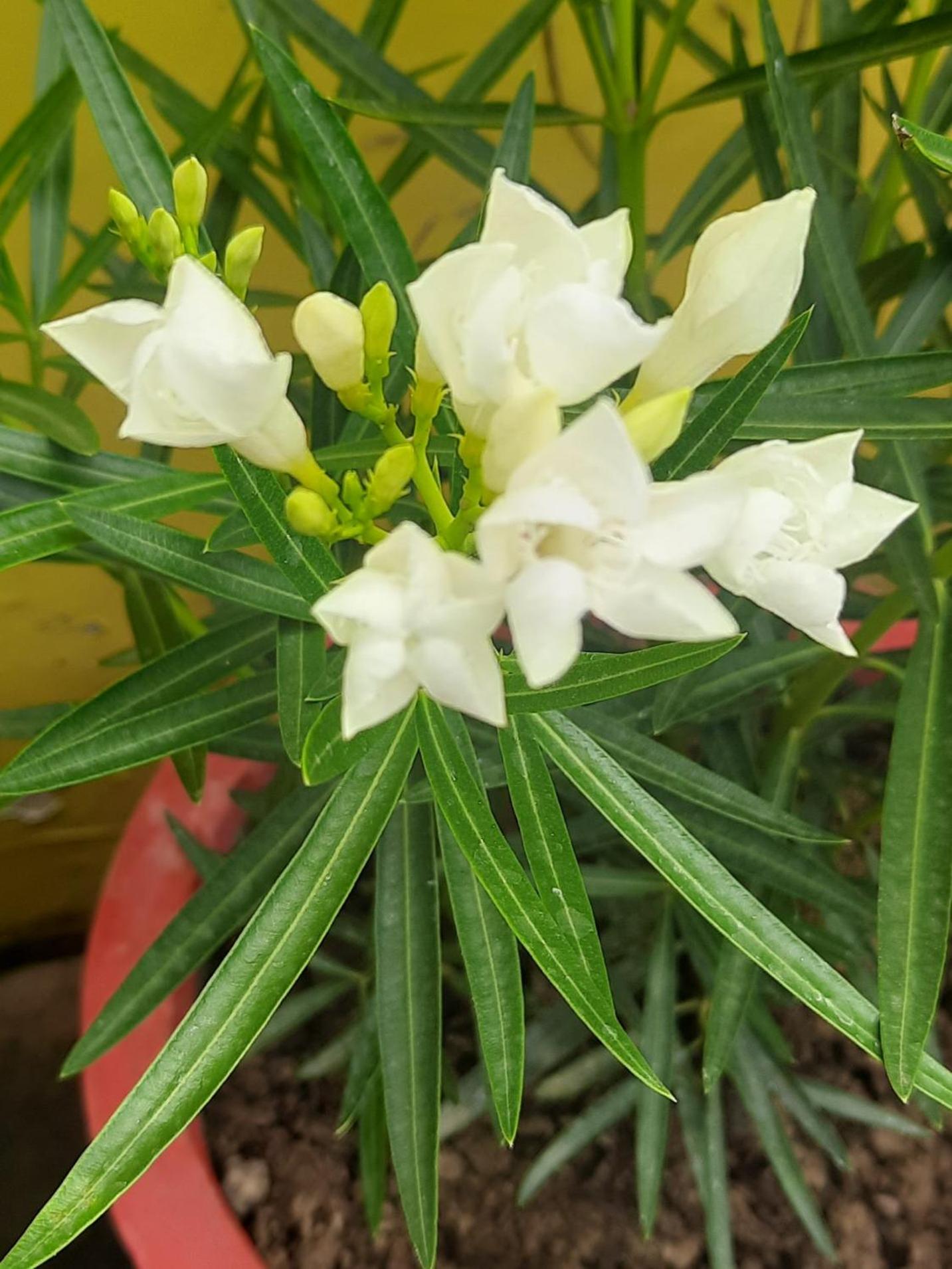 Uttarayana Home Stay