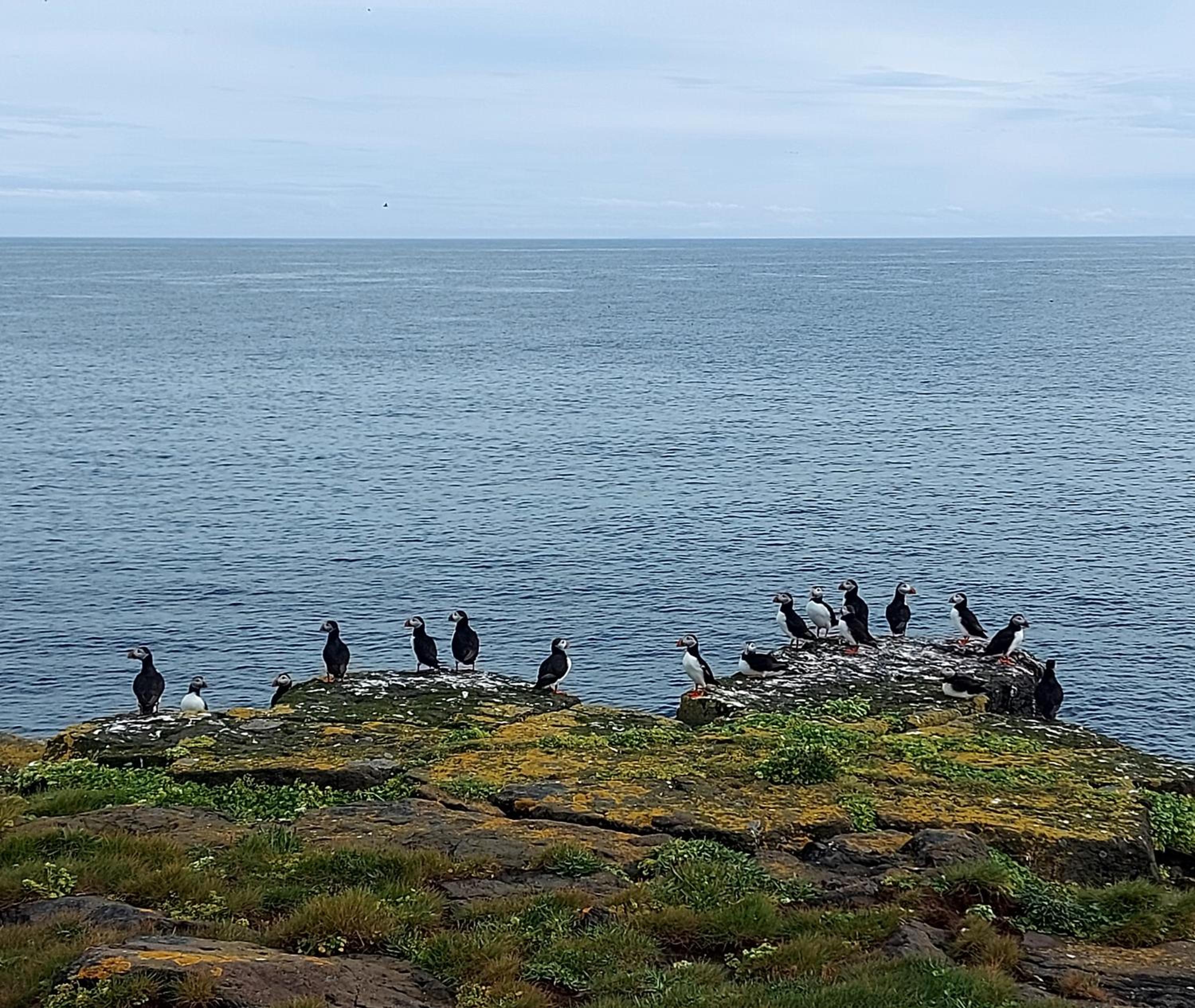 Hátún Grímsey view 3