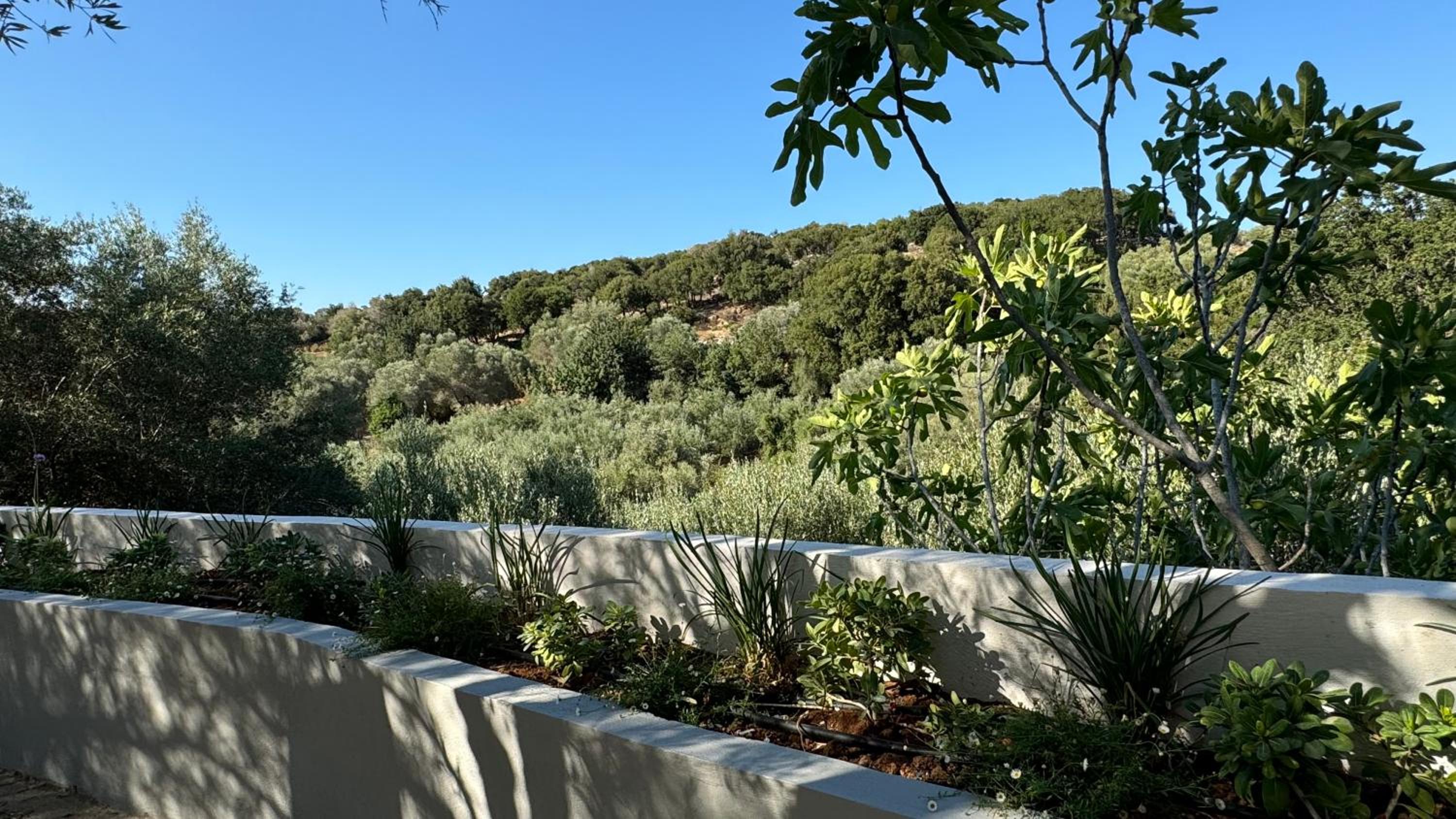 Chorianaki