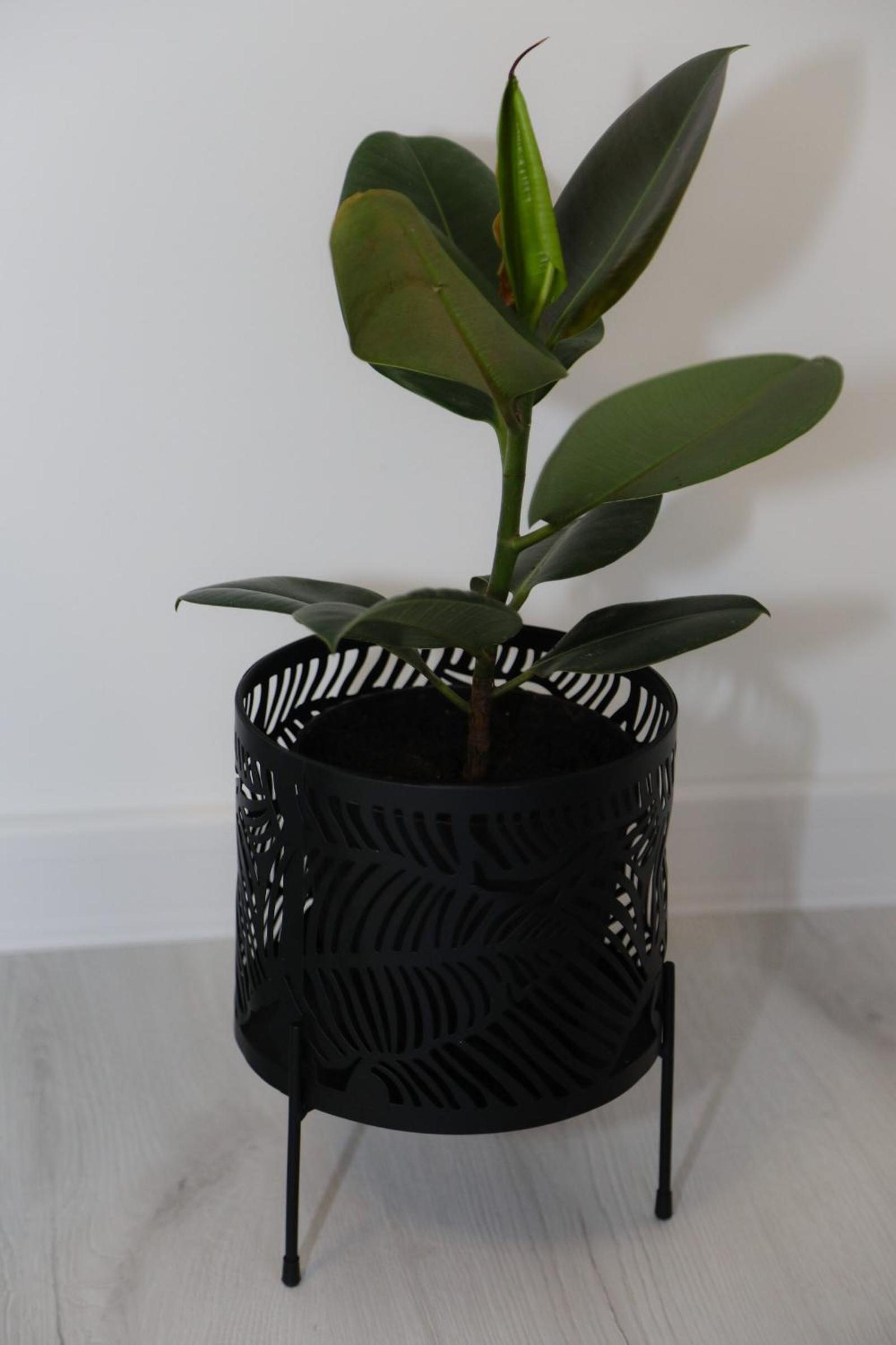 Apartman Keman