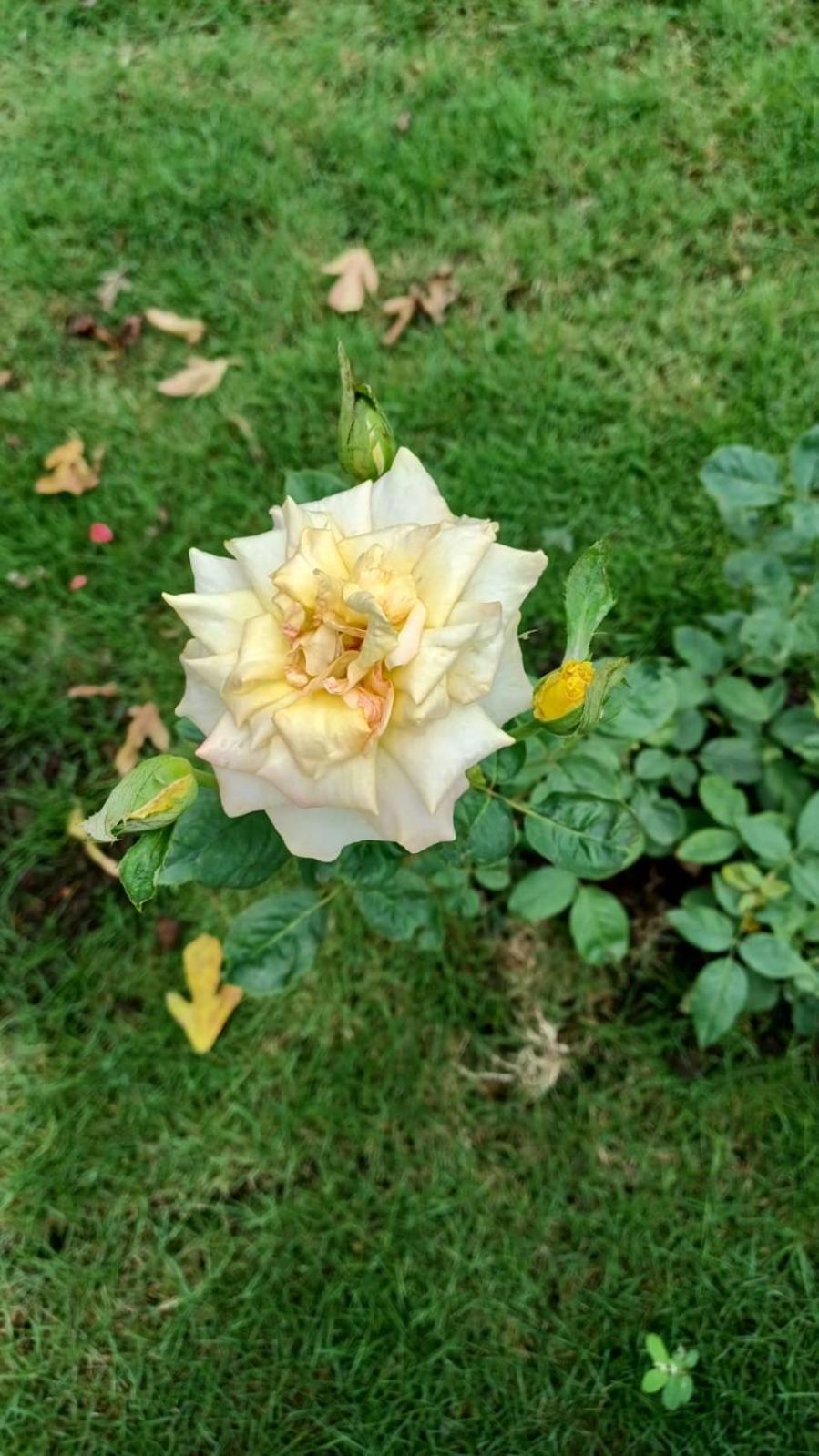 Photo 24