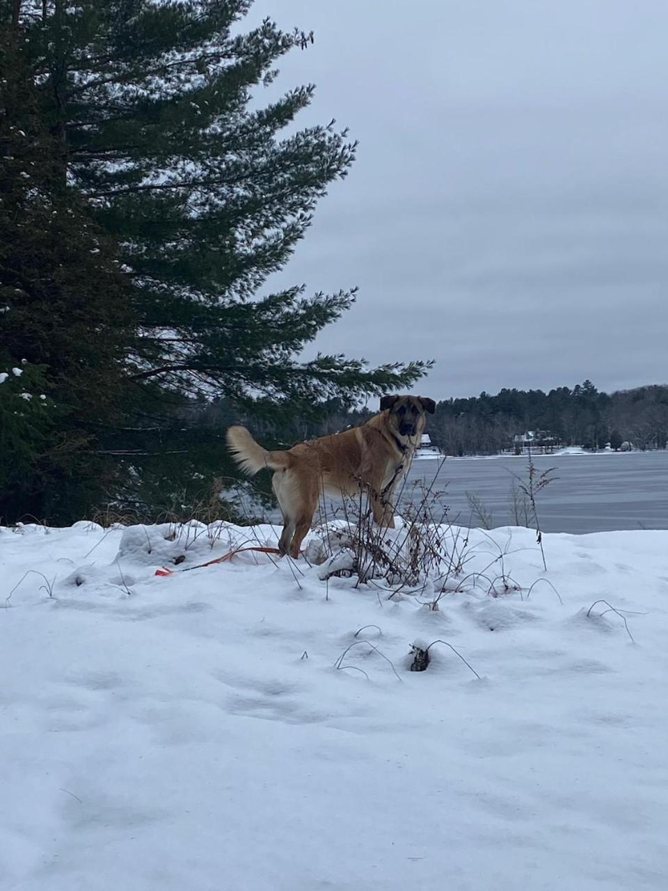 Muskoka Beach Front