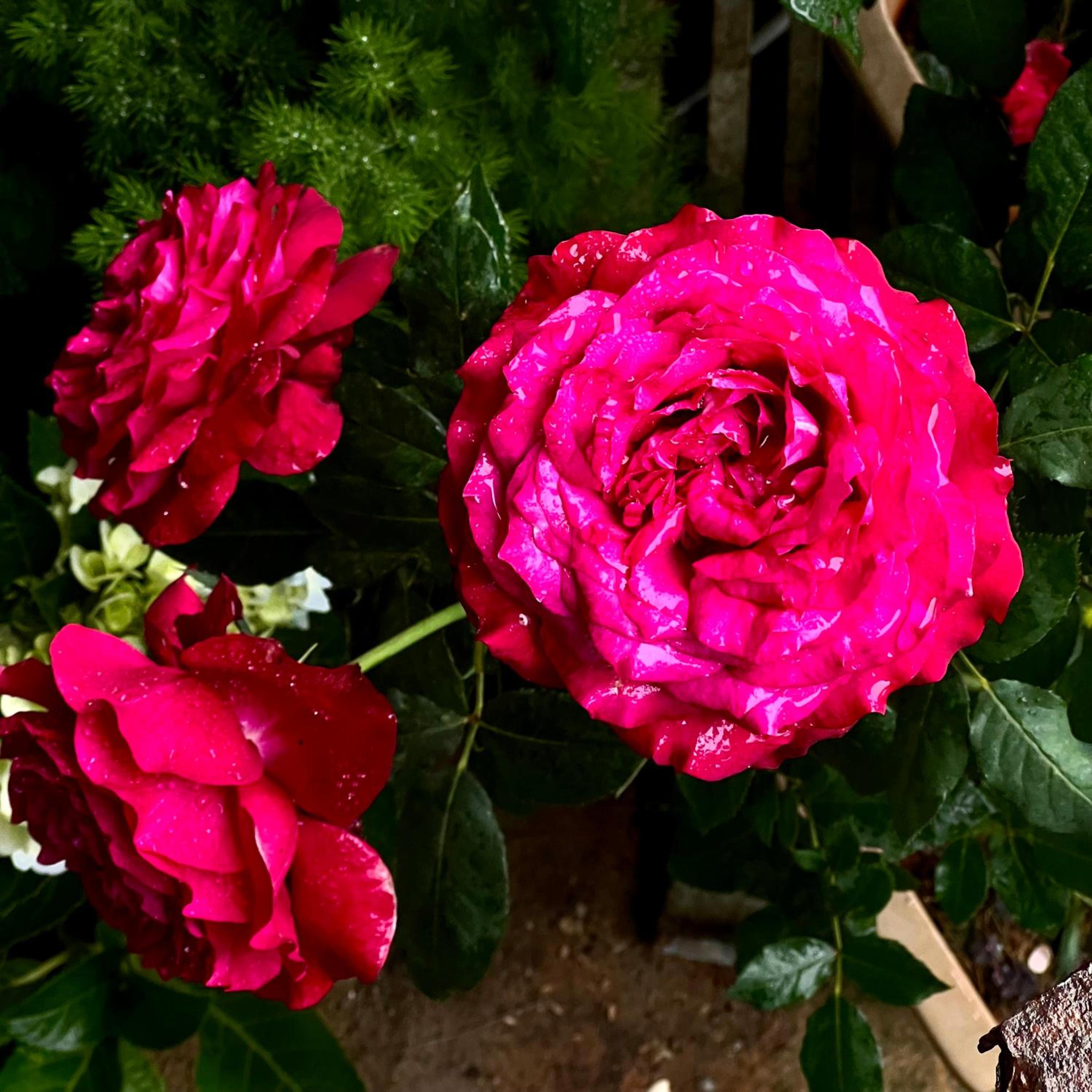 Photo 19