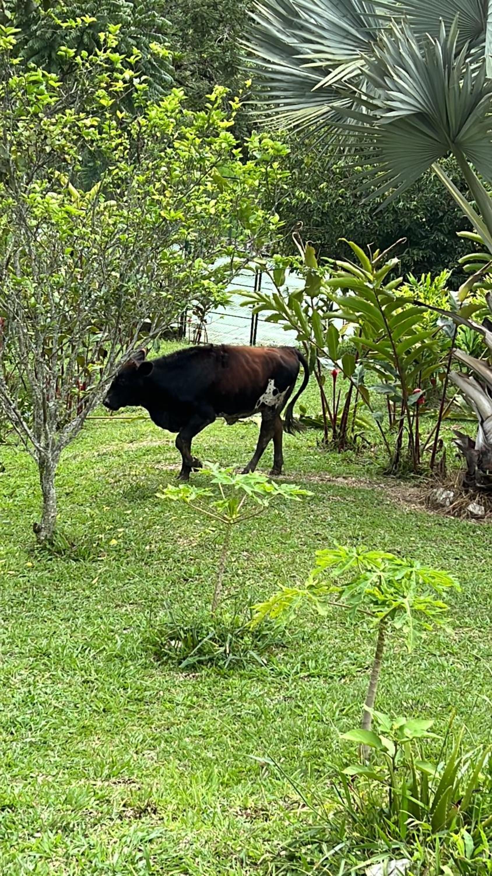Finca La Vistosa