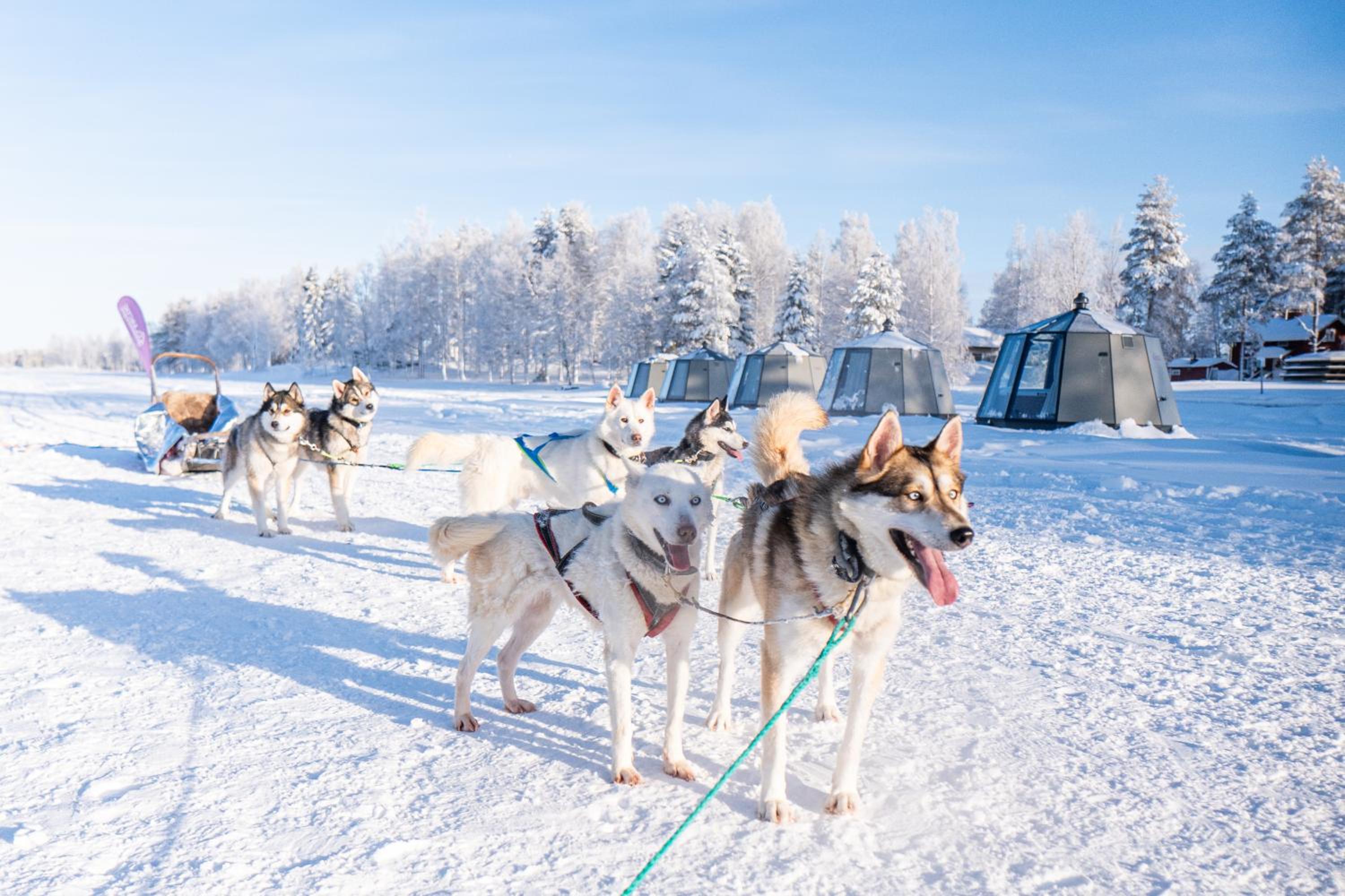 Arctic Guesthouse & Igloos