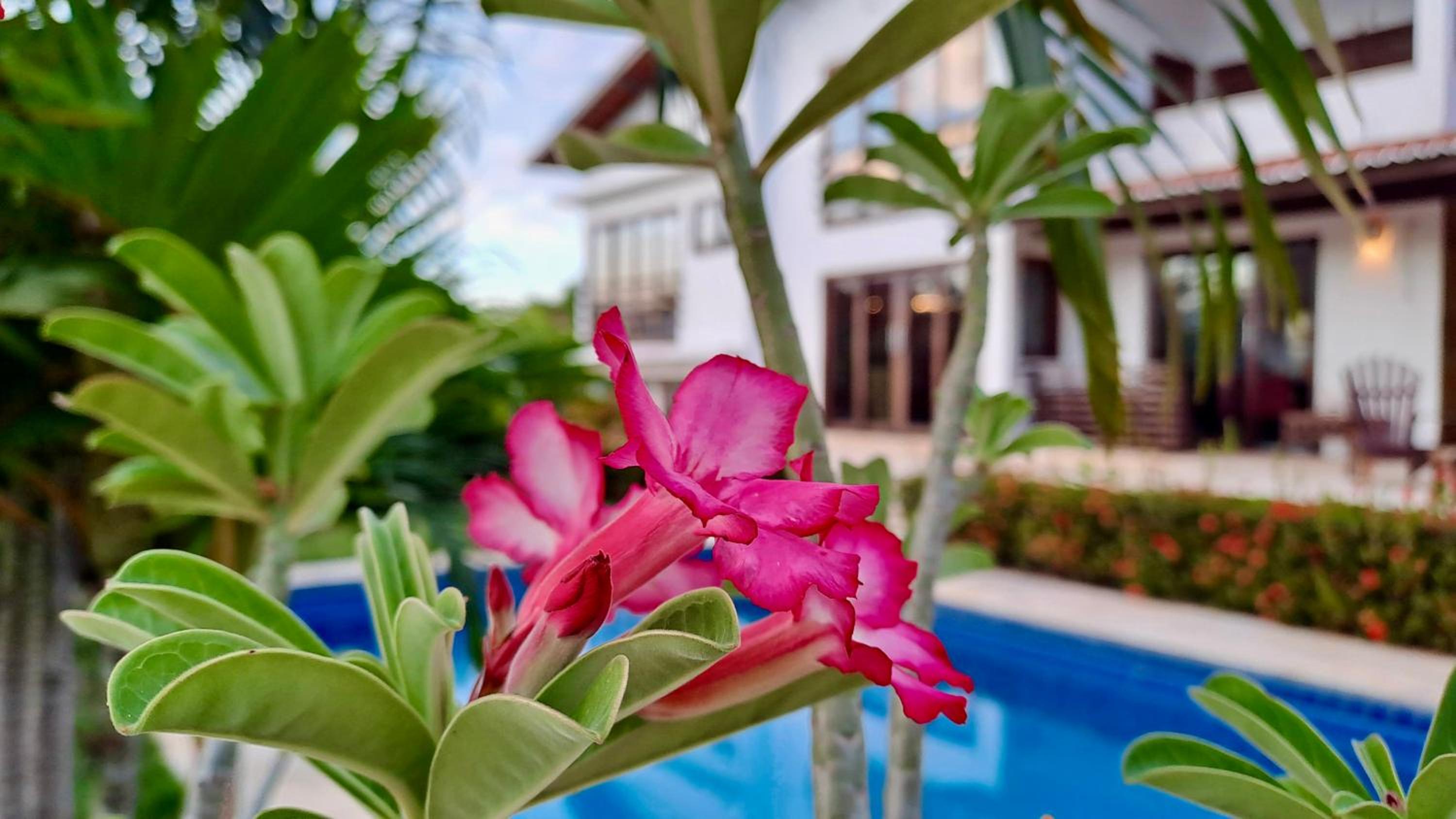 Villa Caju Knots
