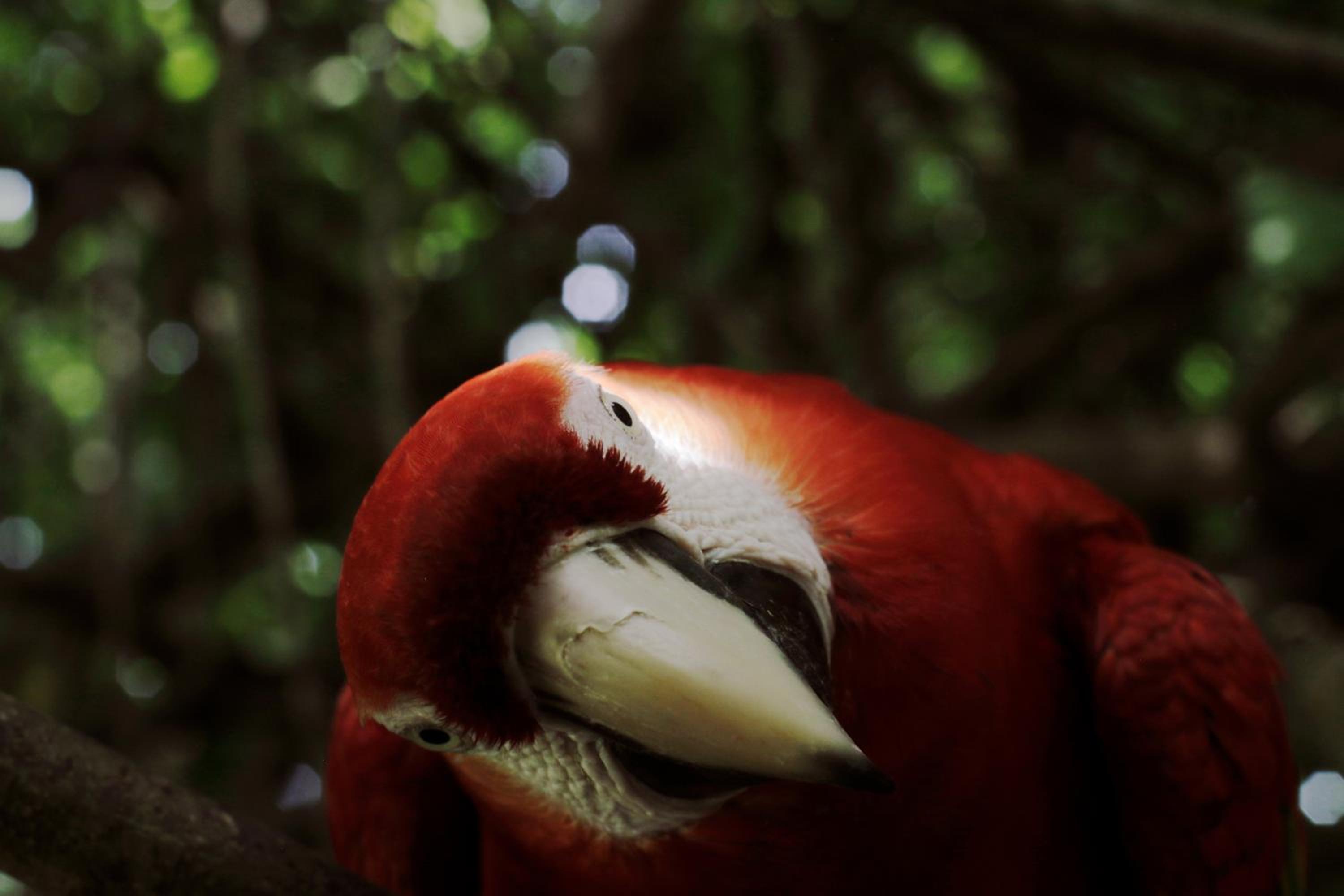 Finca Barlovento Cabaña, Tayrona