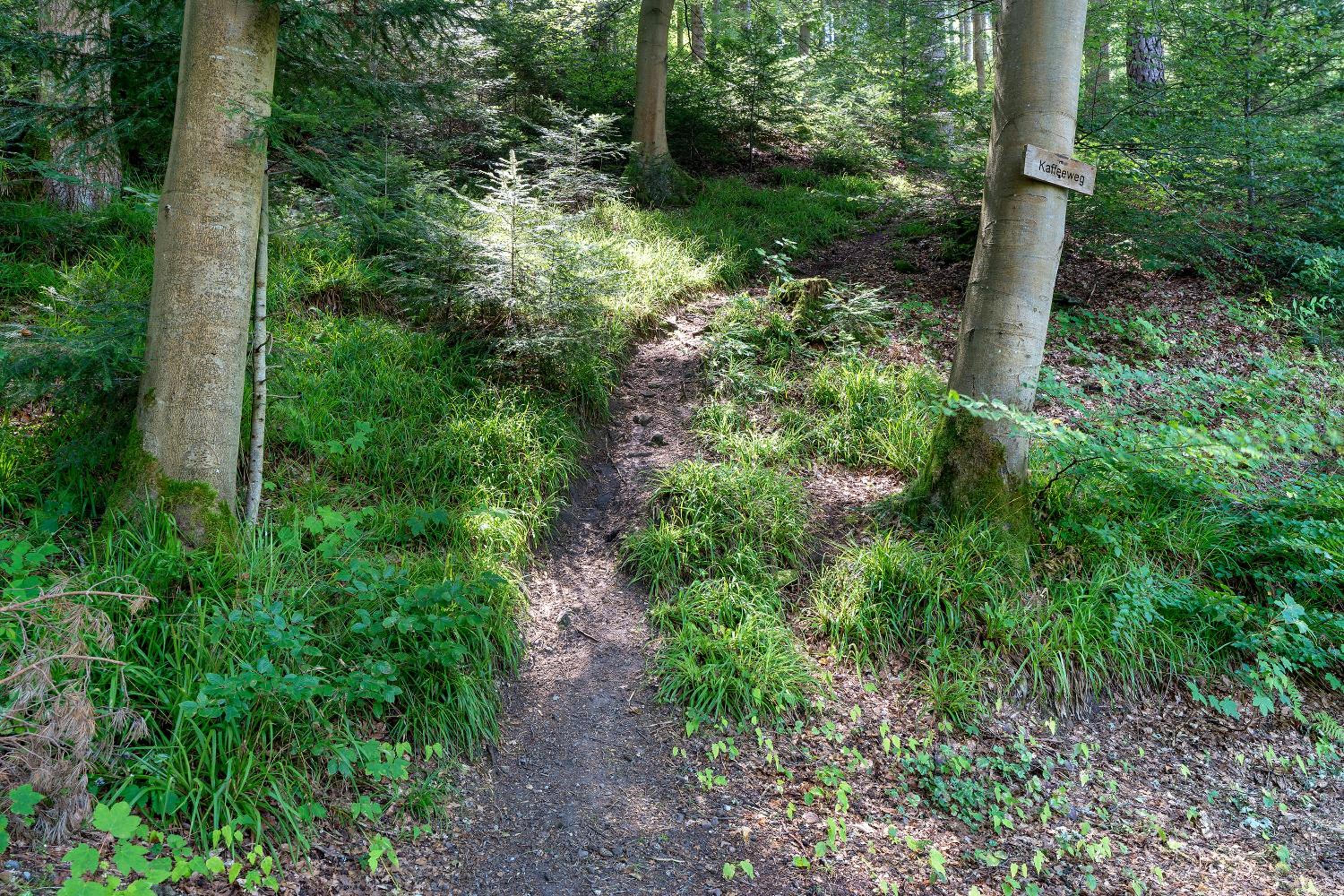 1-Zimmer Apartment Am Hochwald