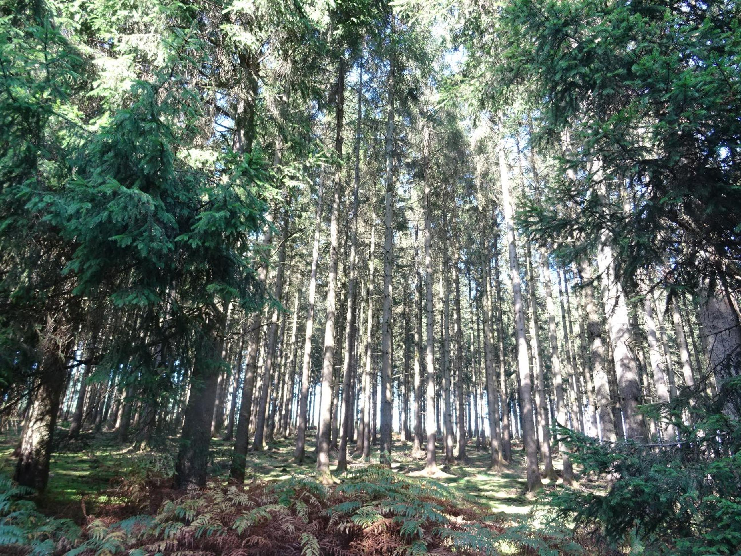 Gîtes Les LHOMMALINNES