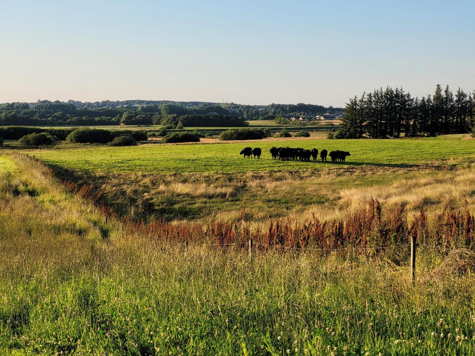 Vakantiewoning Denemarken