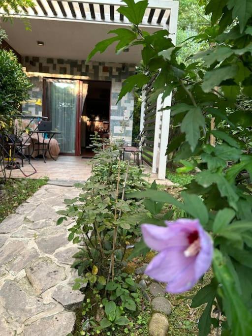 Dreamland Oasis Private garden