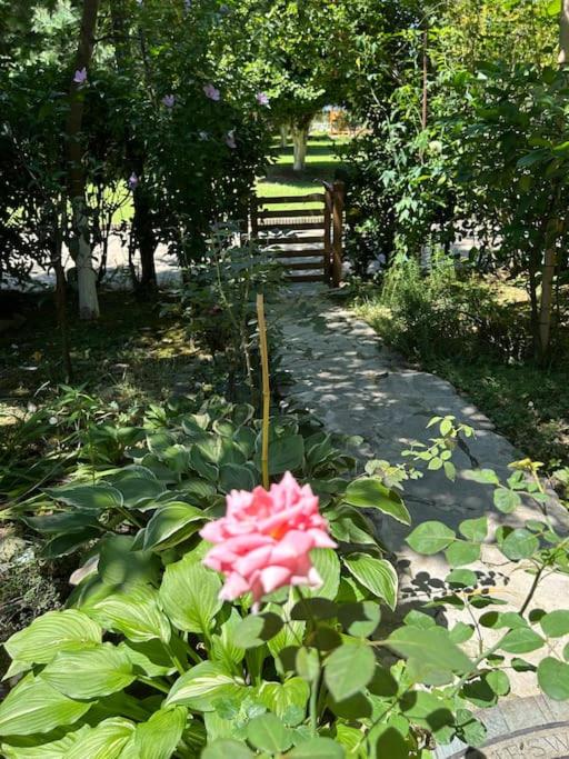Dreamland Oasis Private garden
