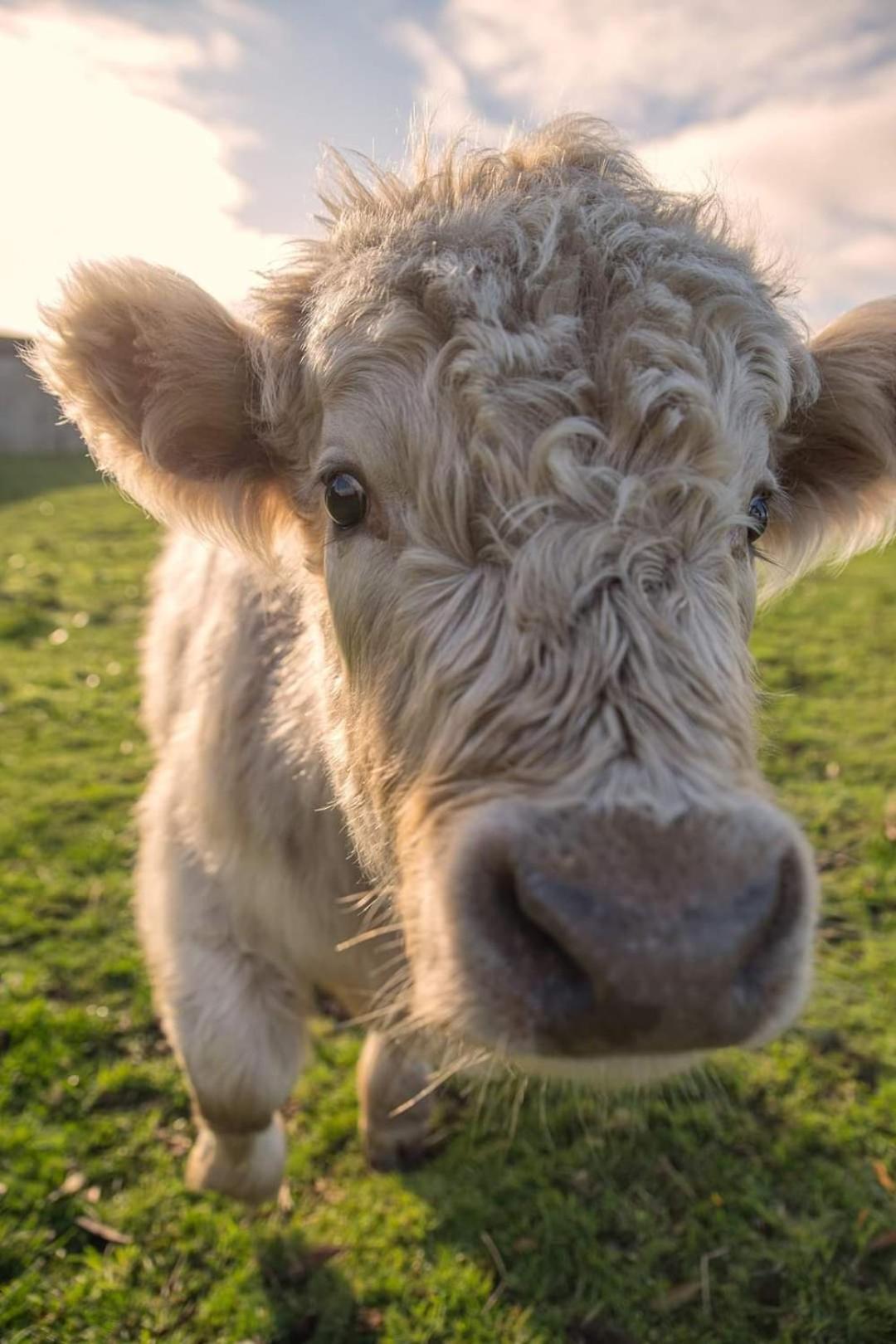 Ruby's Cottage Farm Stay