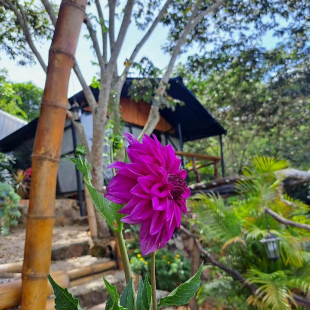 The Luxury Glamping Star