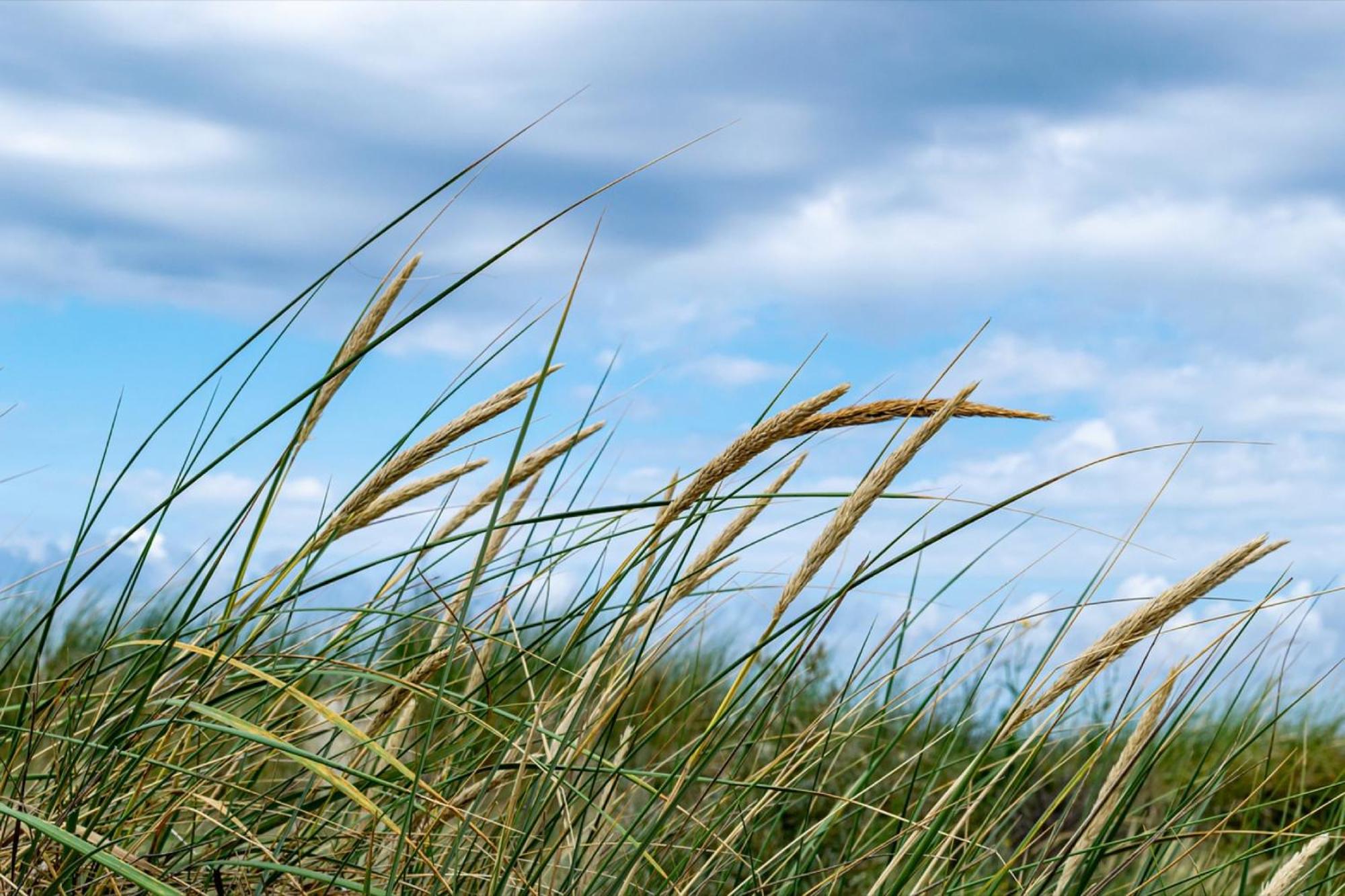 Haevn am Meer,Blau-u Rauchquarz
