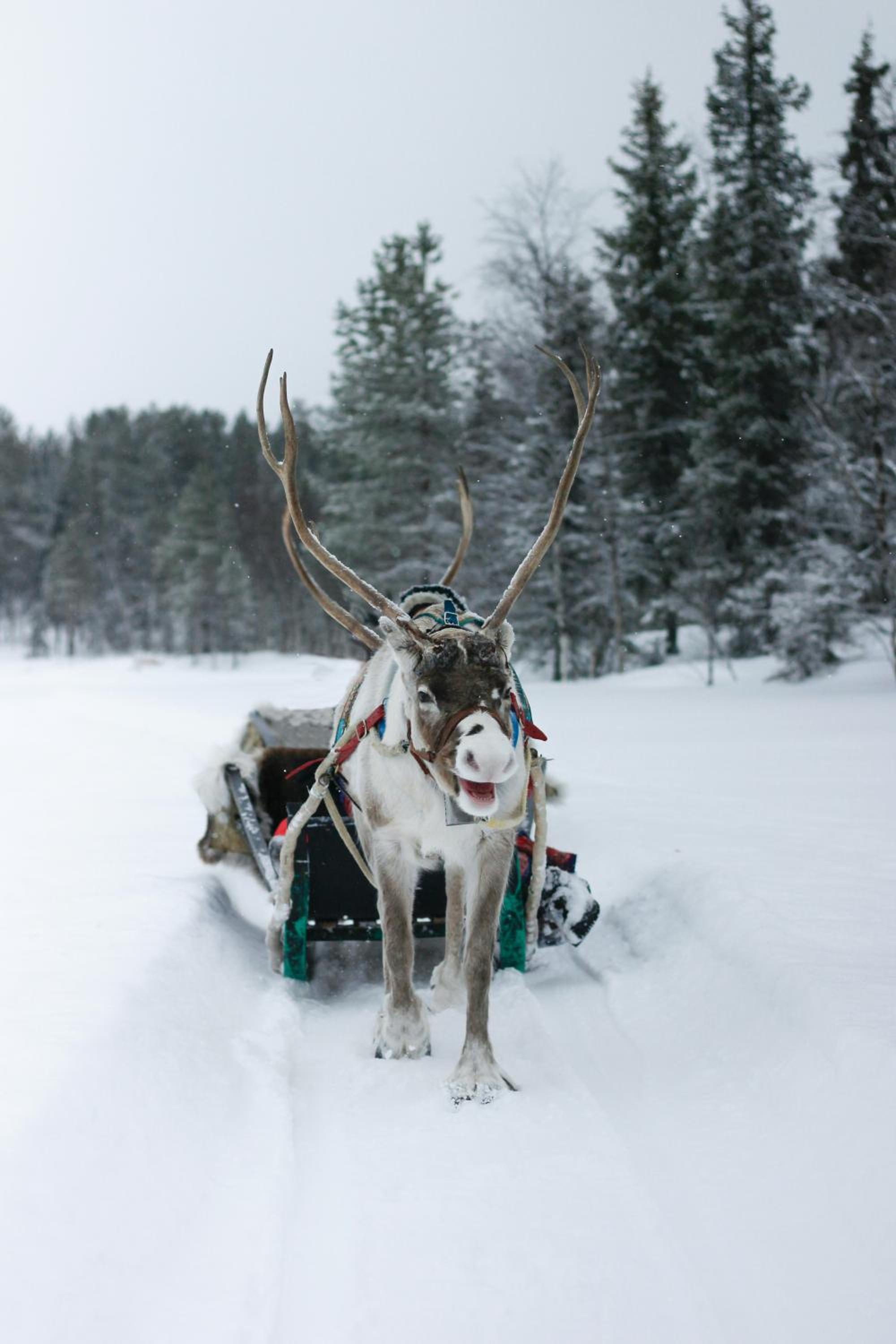 Lux Lapland Gielas Utsuvaara Levi