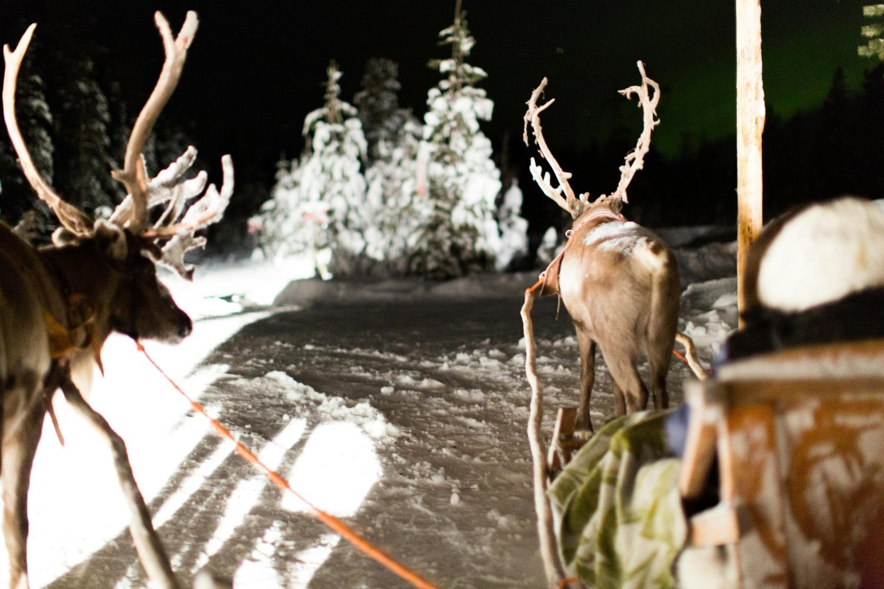 Lux Lapland Gielas Utsuvaara Levi