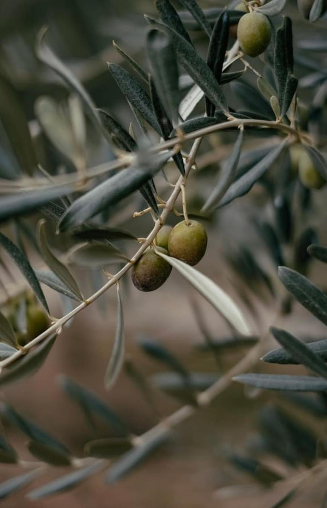 Olive you Apartments