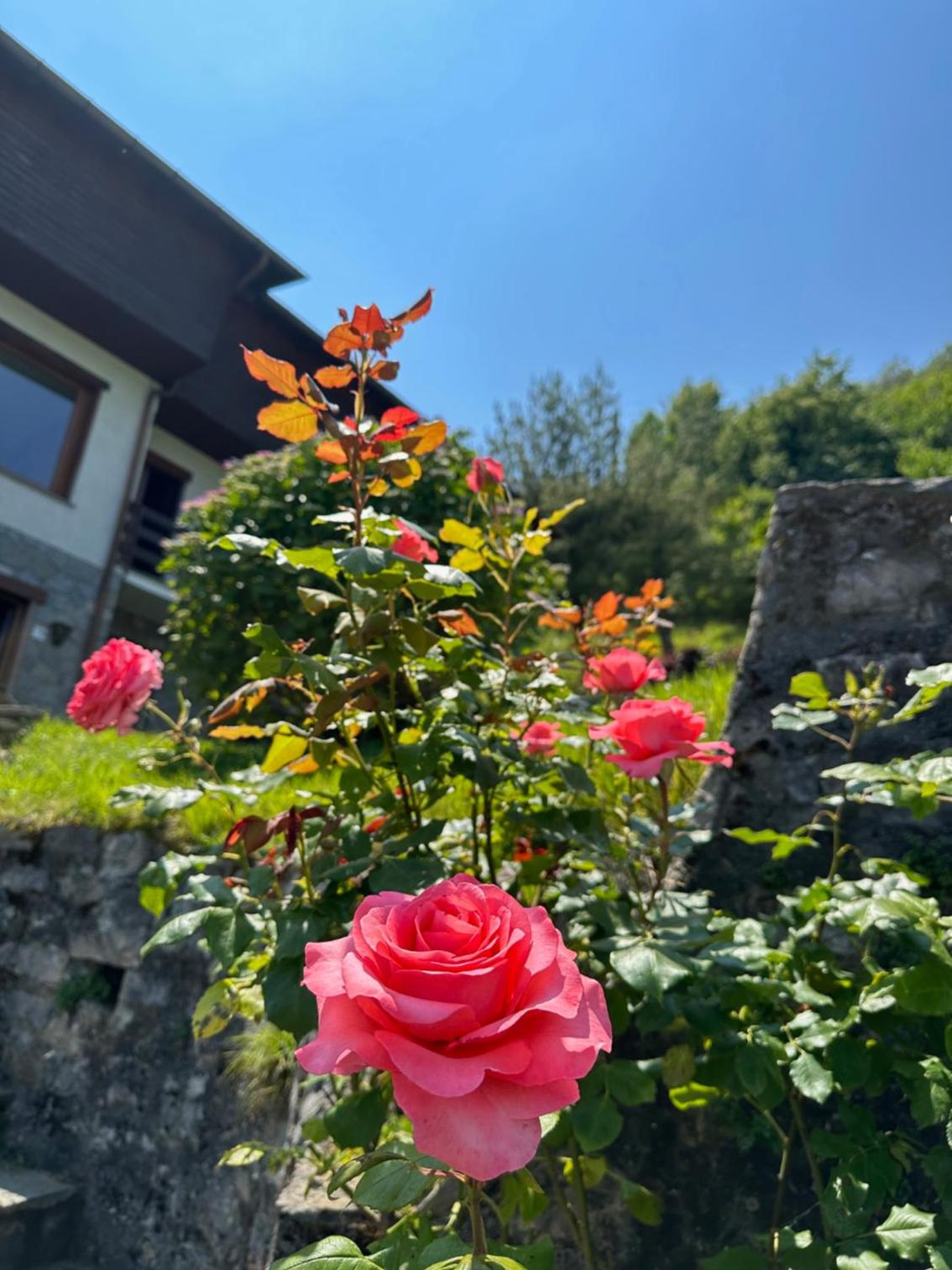 Villa D'ALBA guest house view 4
